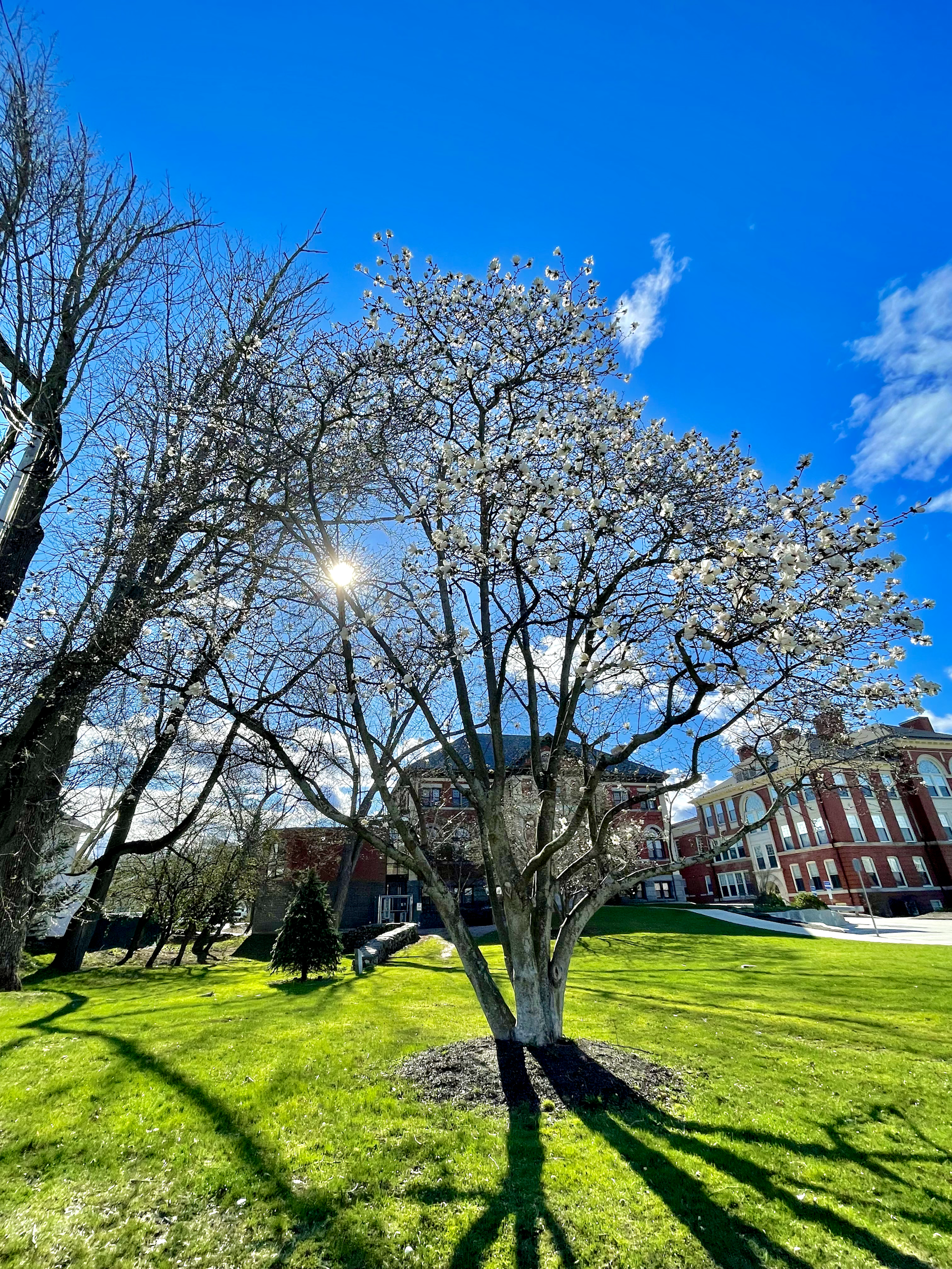 A blooming tree with white flowers in a grassy park on a sunny day with a clear blue sky.
