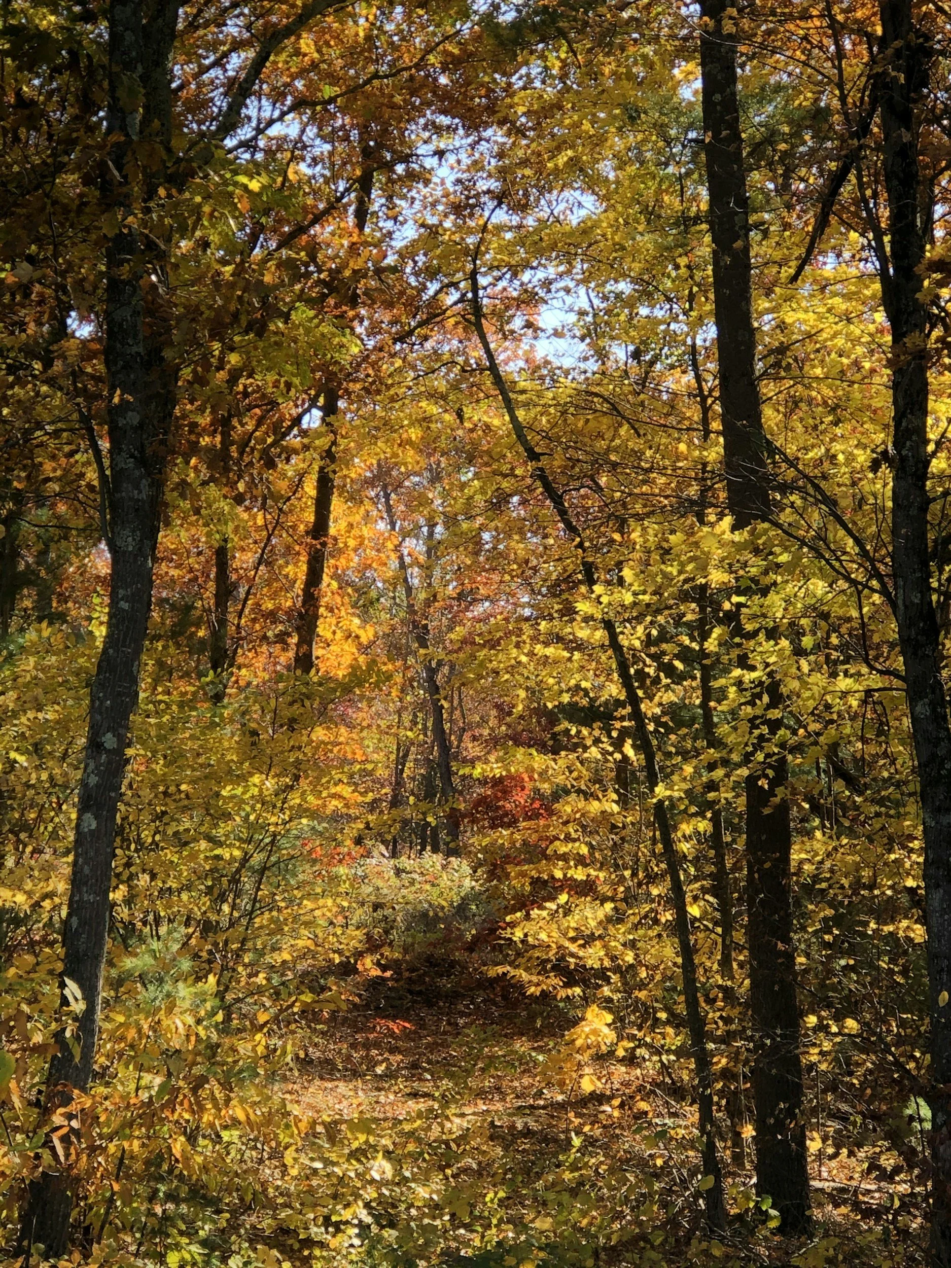 A forest scene during fall with colorful autumn leaves in yellow, orange, and red, and a narrow trail winding through the trees.
