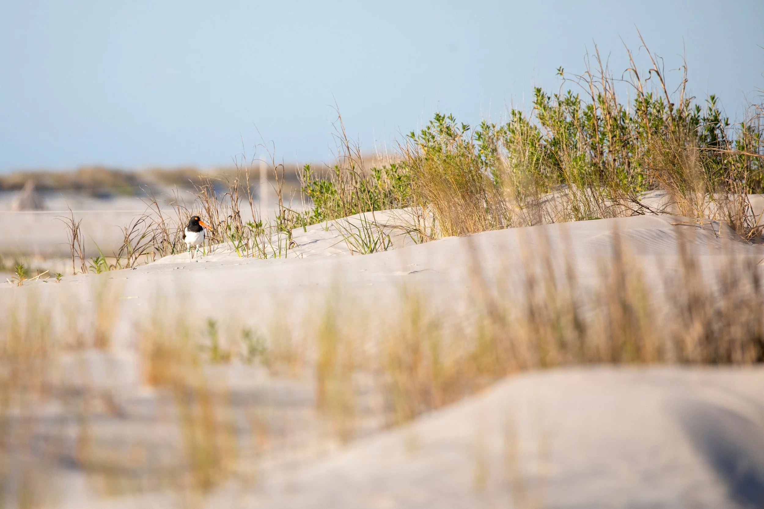 AdobeStock_500964282.jpeg