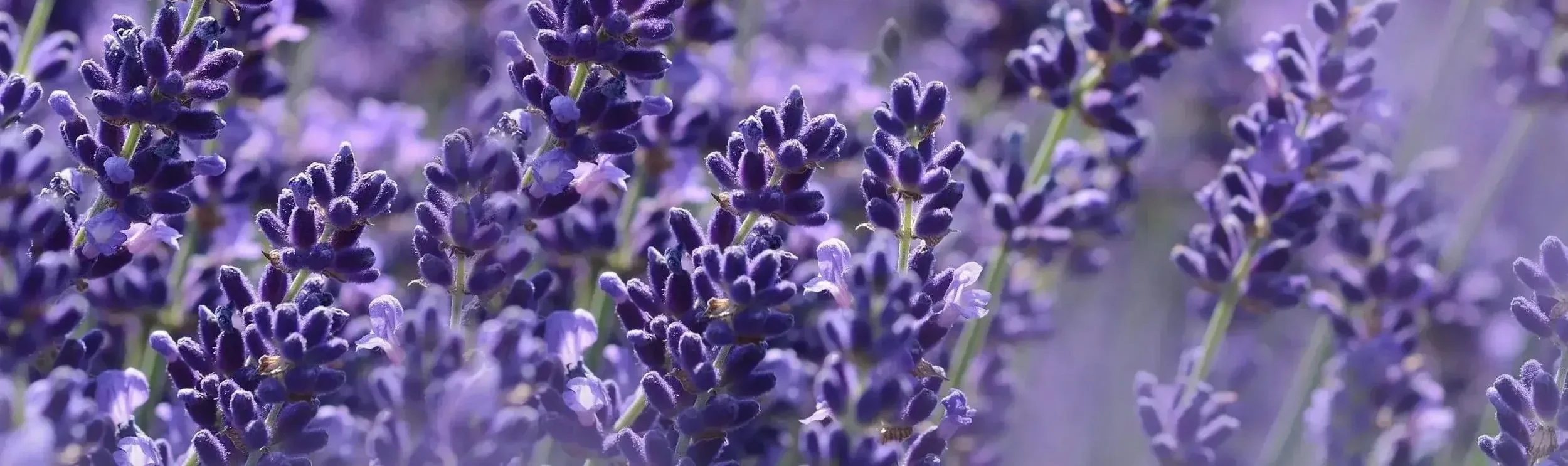 Close-up photo of lavender flowers in bloom, showing purple blooms with tiny flowers and green stems.