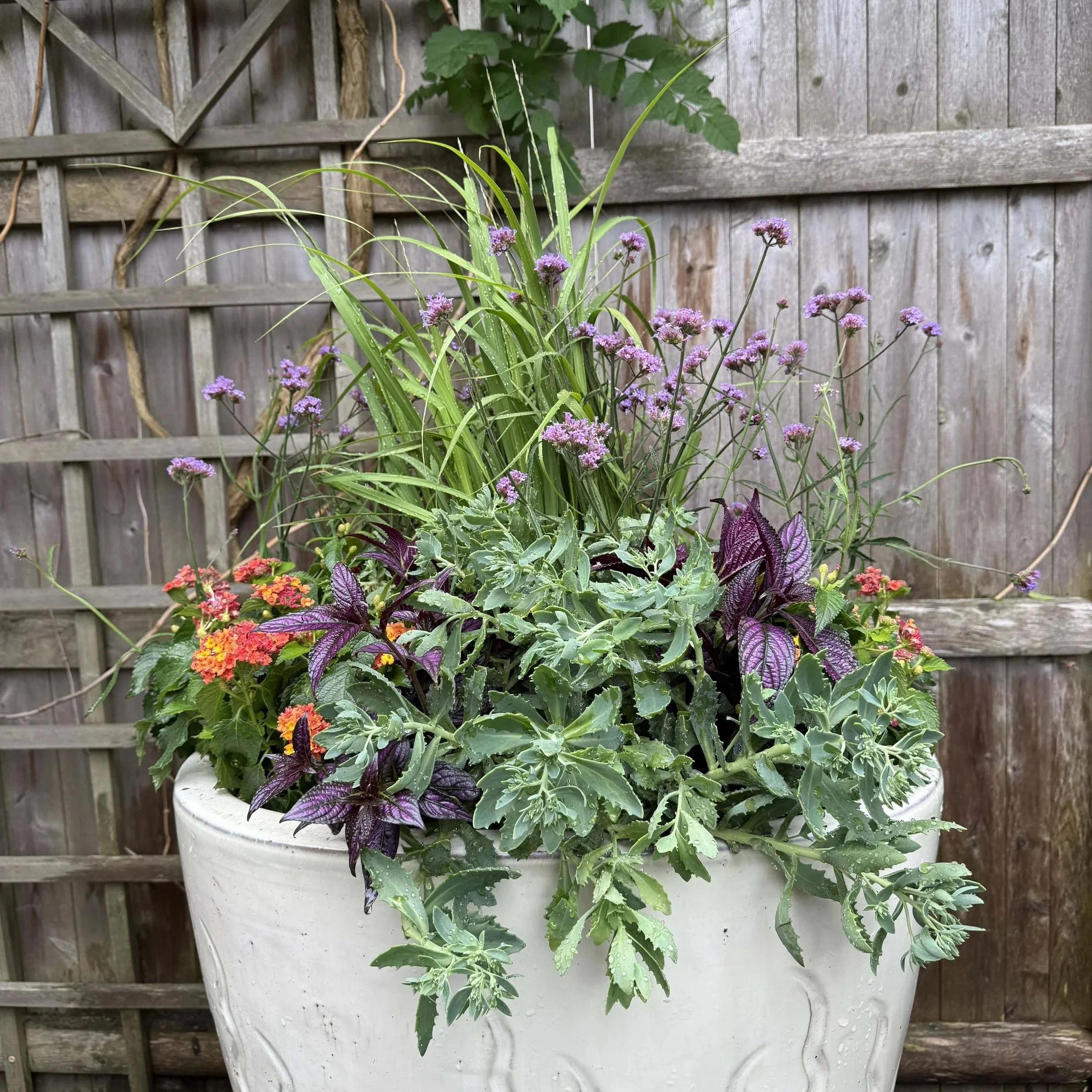 container planting_summer.jpg