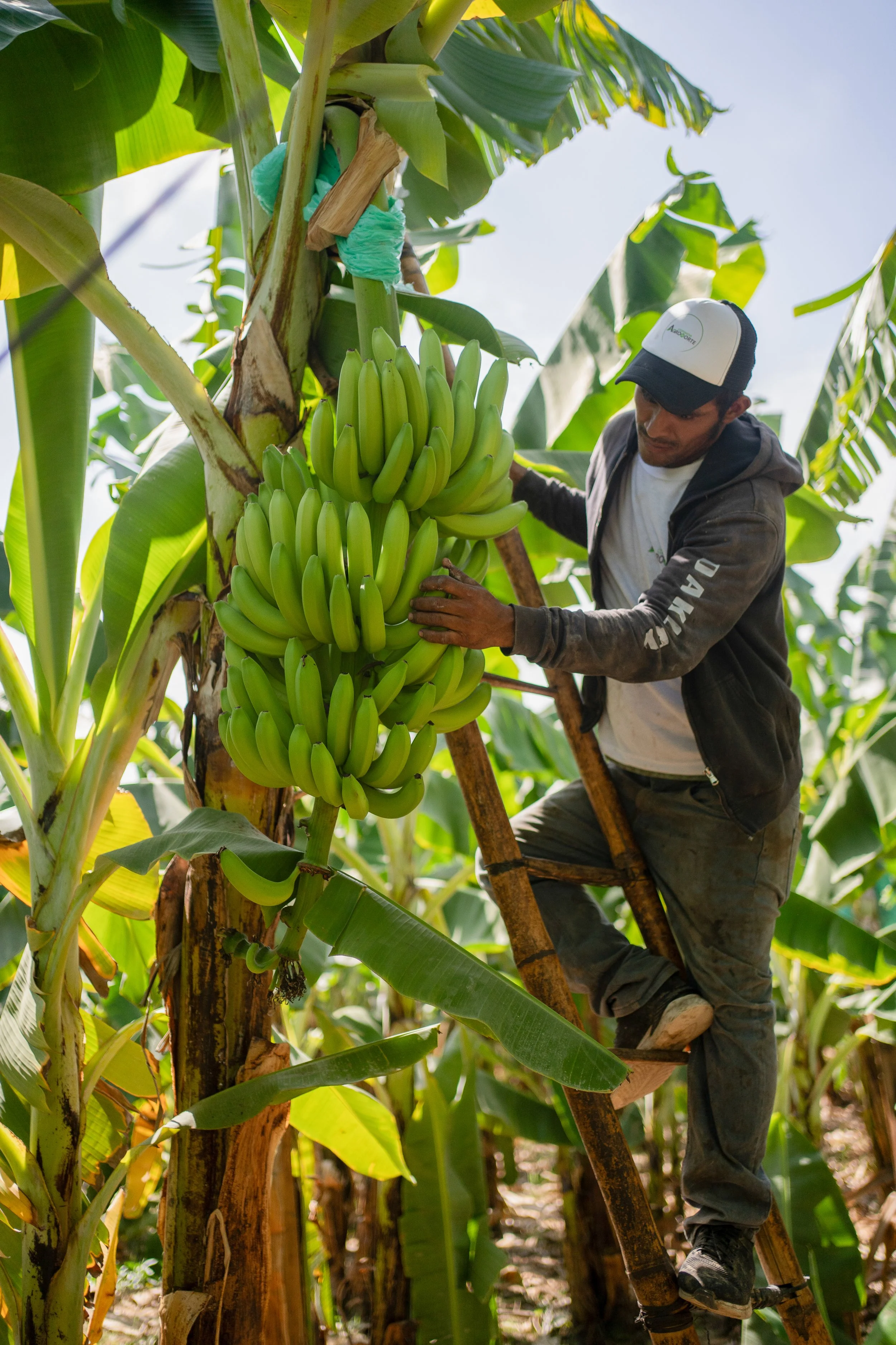 Fernando Castillo Huanca, Agronorte cooperative, Peru