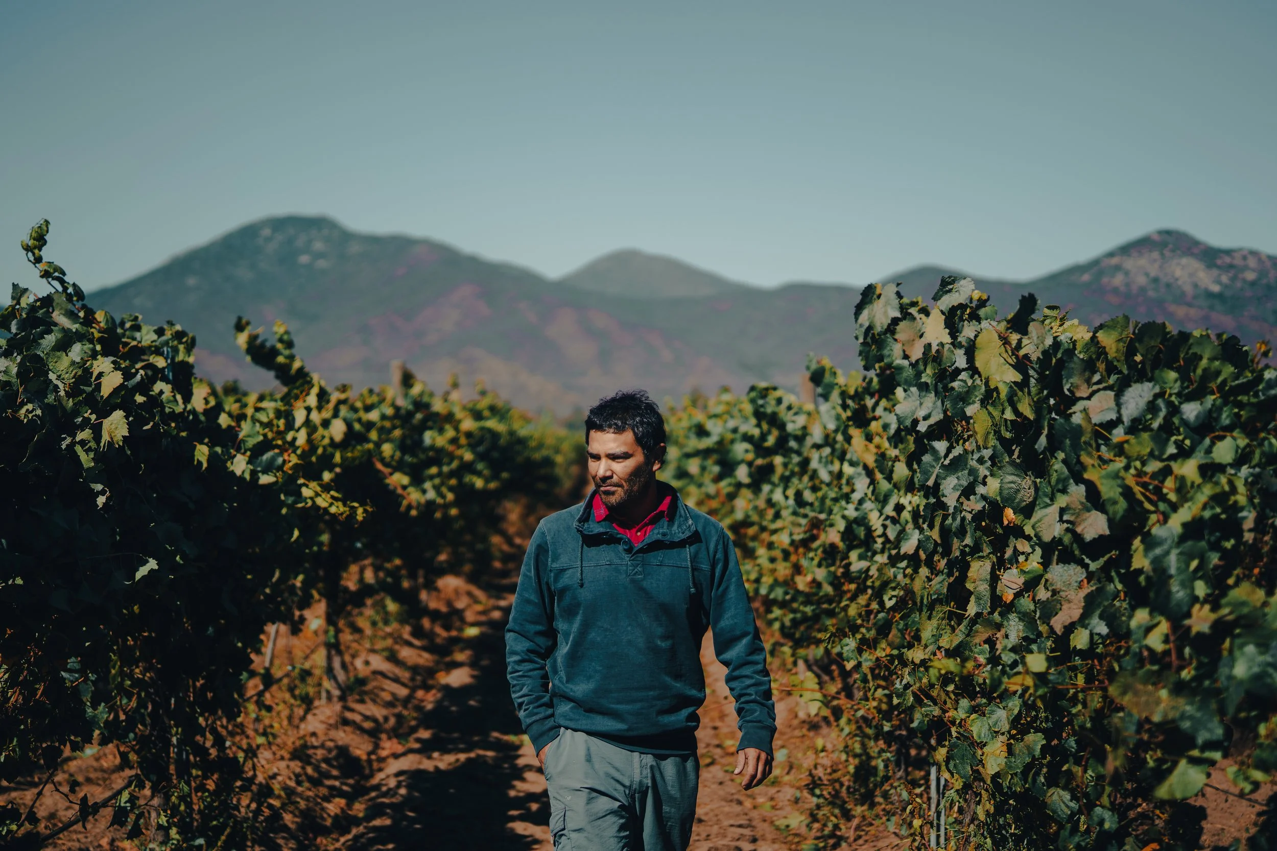 Ignacio Zuñiga in the fields at Emiliana Organic Vineyards, Chile
