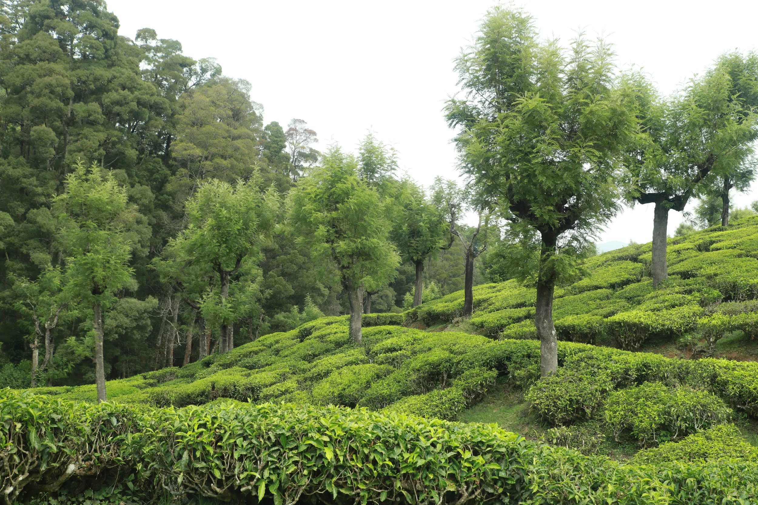 Tea field at Stanes Amalgamated Estates, South India