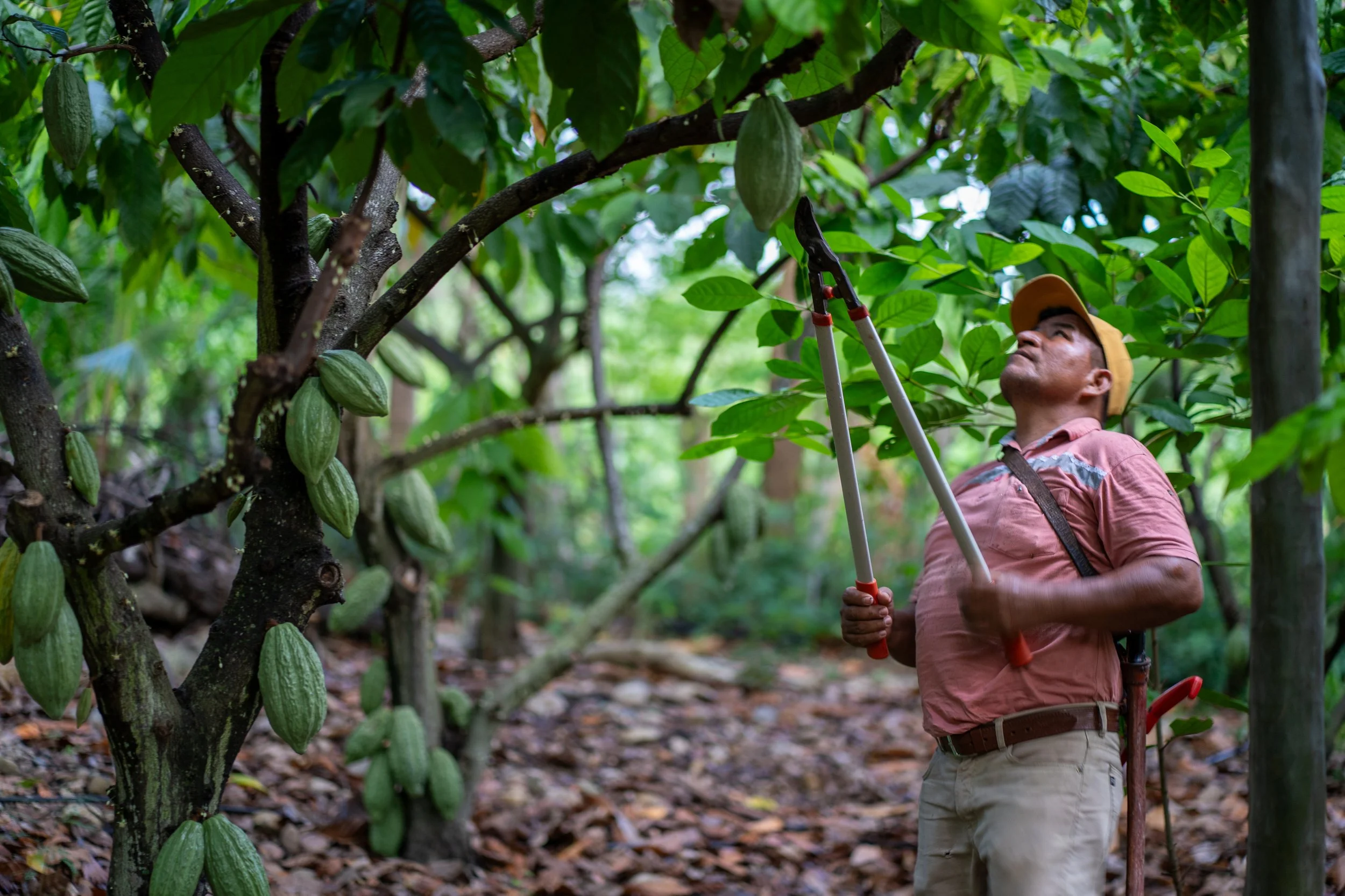 Cocoa farmer Enrique Gabriel Hernandez Vasquez harvesting cocoa pods,APROCAM cooperative, Peru. Enriquegrows cocoa of the "Criollo" variety, native to the Amazon.