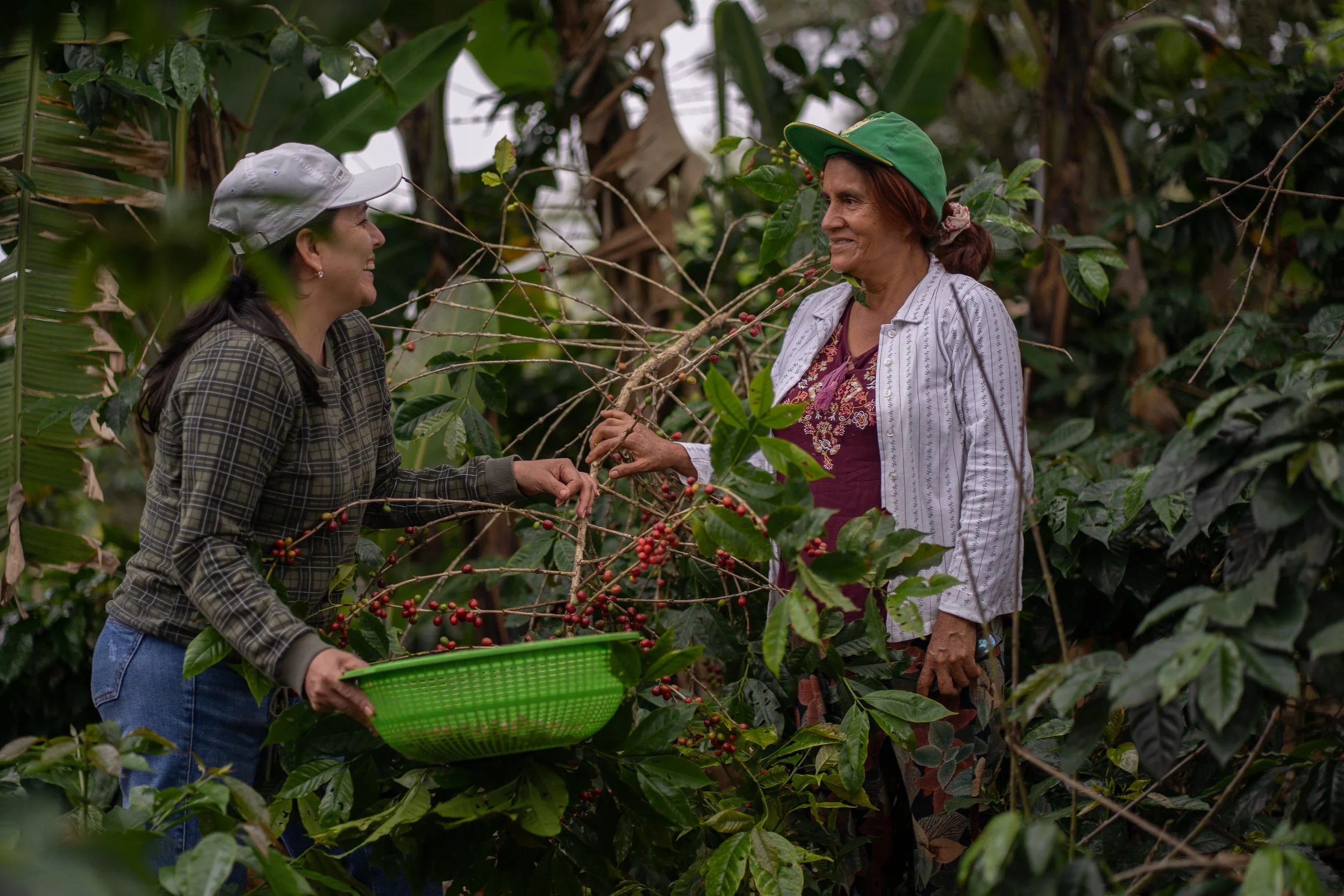 Arminda Nuñes Pintado and Juana Saucedo picking coffee cherries, Guay Apae cooperative, Peru 