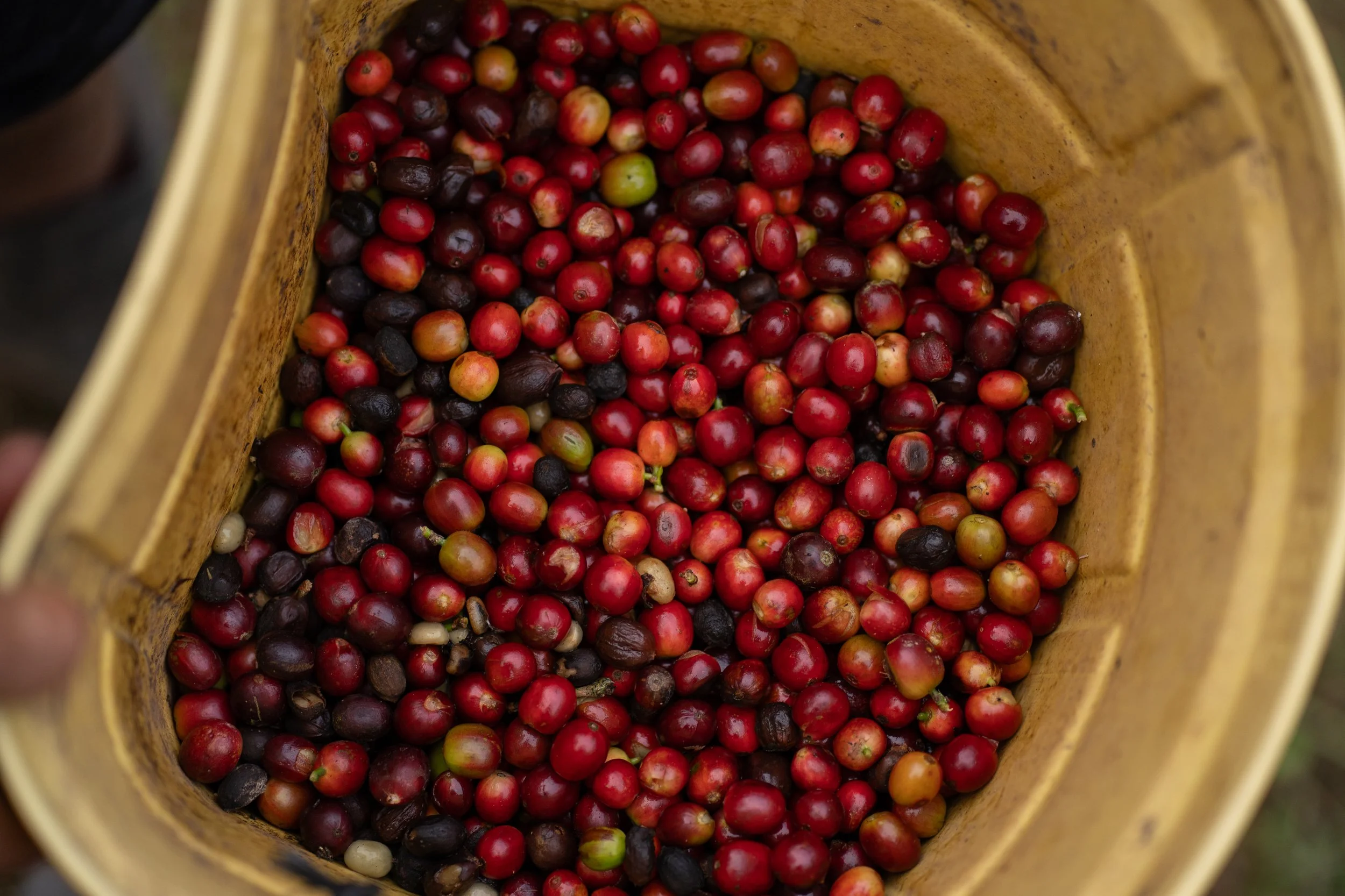 Freshly picked coffee cherries, Sol y Café cooperative, Peru