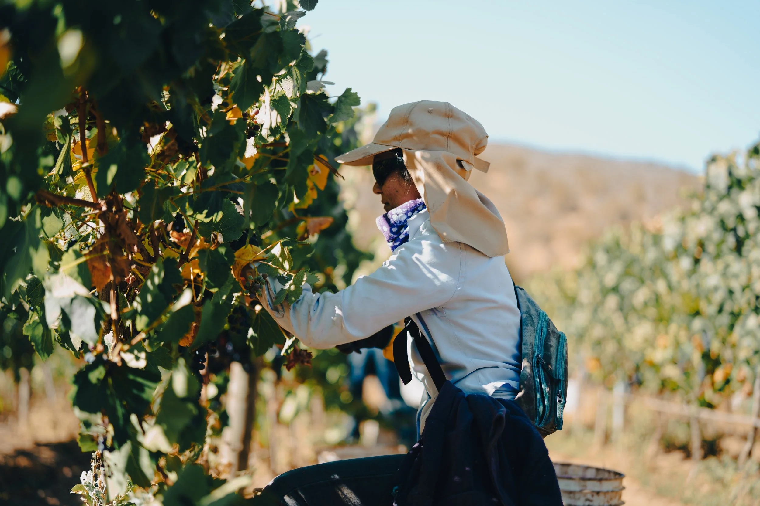 Jocelyn Soto harvesting wine grapes at Emiliana Organic Vineyards, Chile