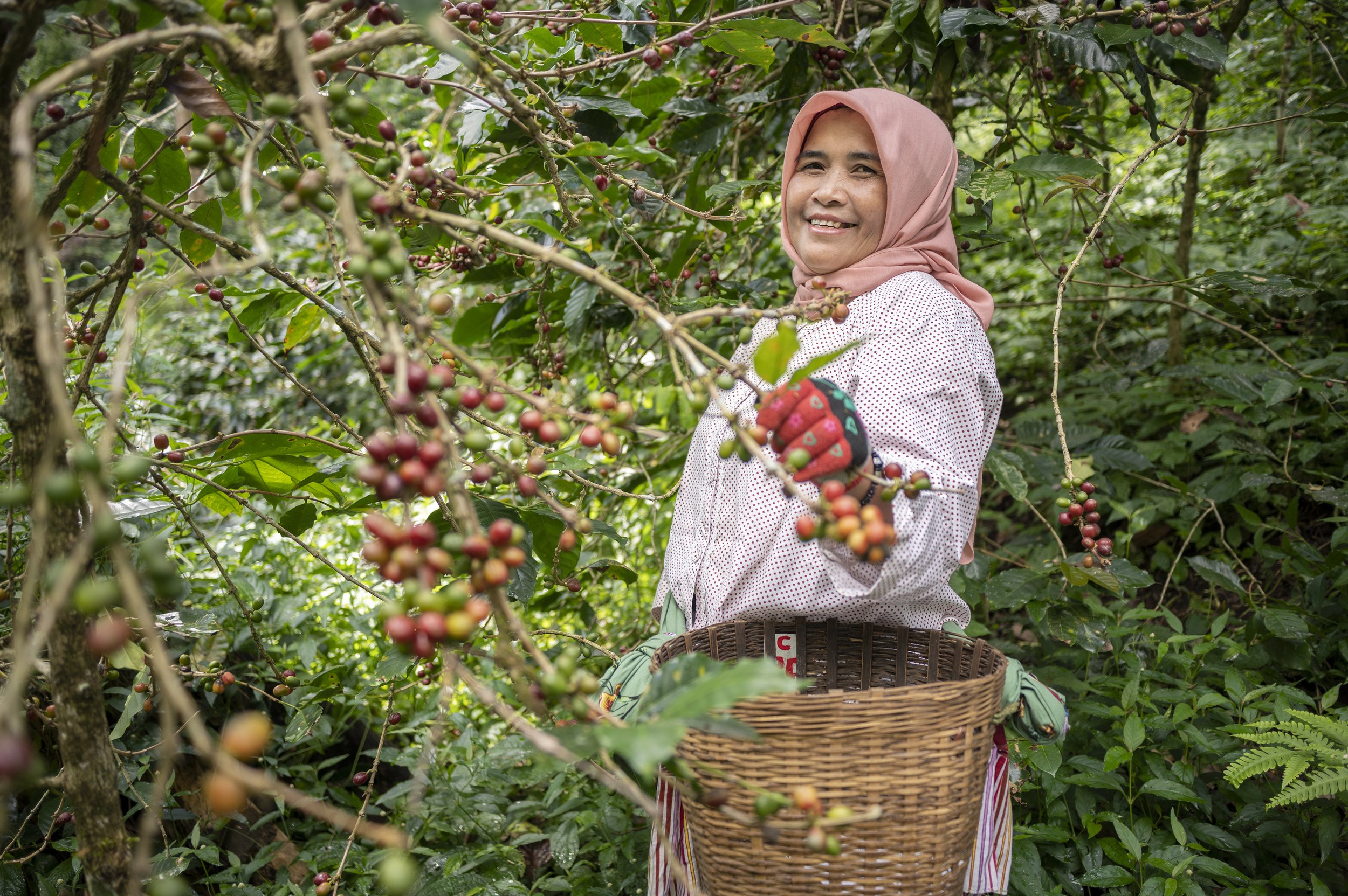 Titik Rahmawati picks the coffee cheries at her plantation in Kayumas village, Stibondo, East Java, Indonesia
