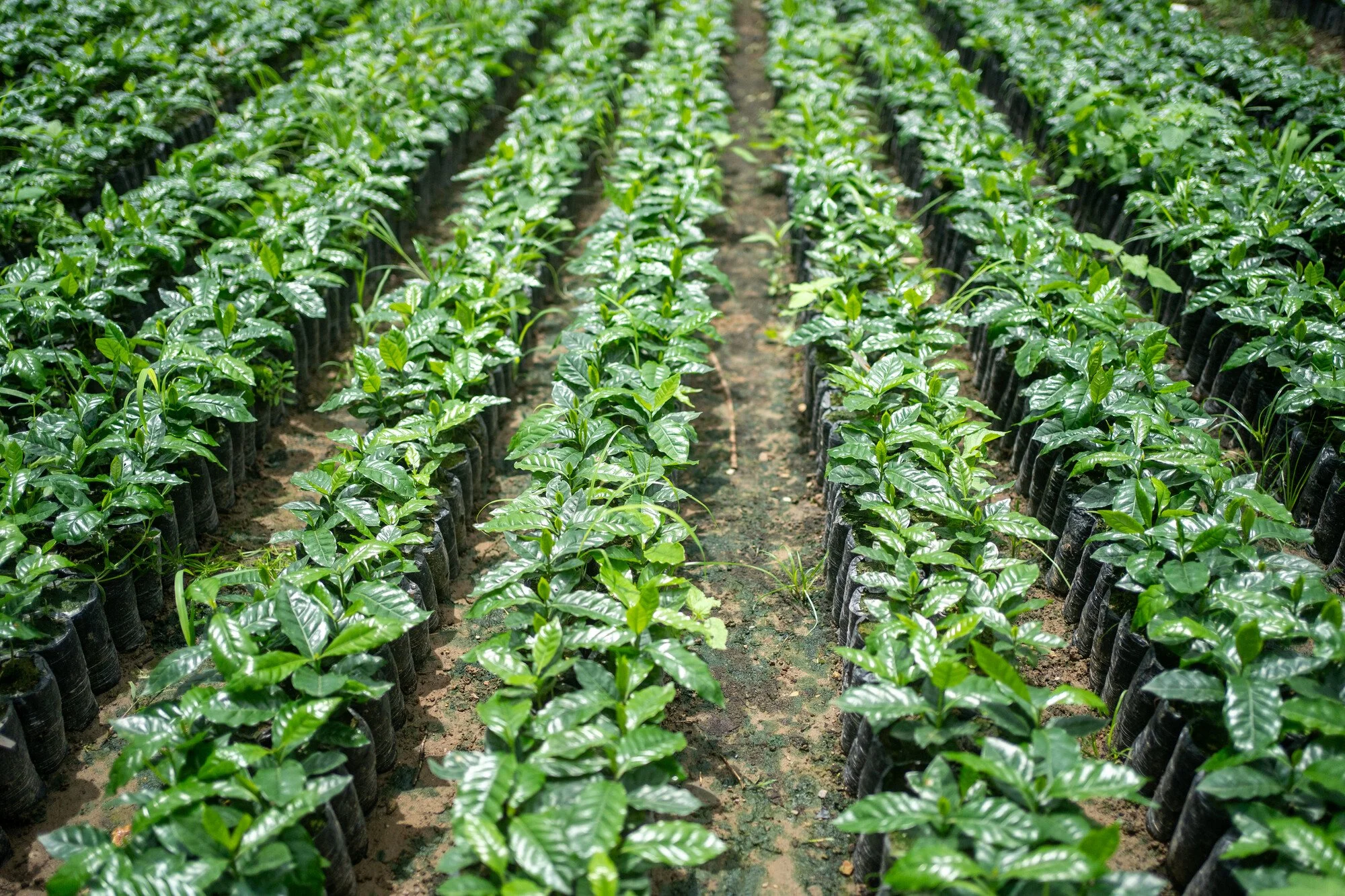 The coffee nursery of the CAFICO cooperative in Honduras holds 280,000 young coffee trees of certified genetic purity and of six varieties that are resistant to diseases that have prospered with climate change, and that adapt to different terrains.