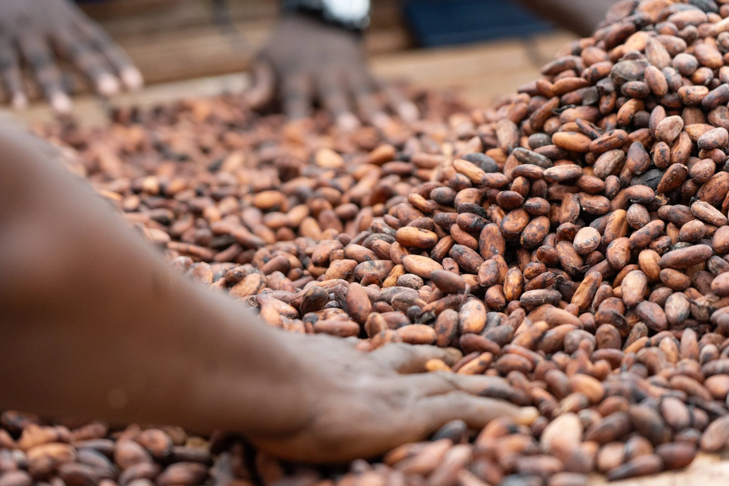 Cocoa beans drying, Kuapa Kokoo cooperative, Ghana
