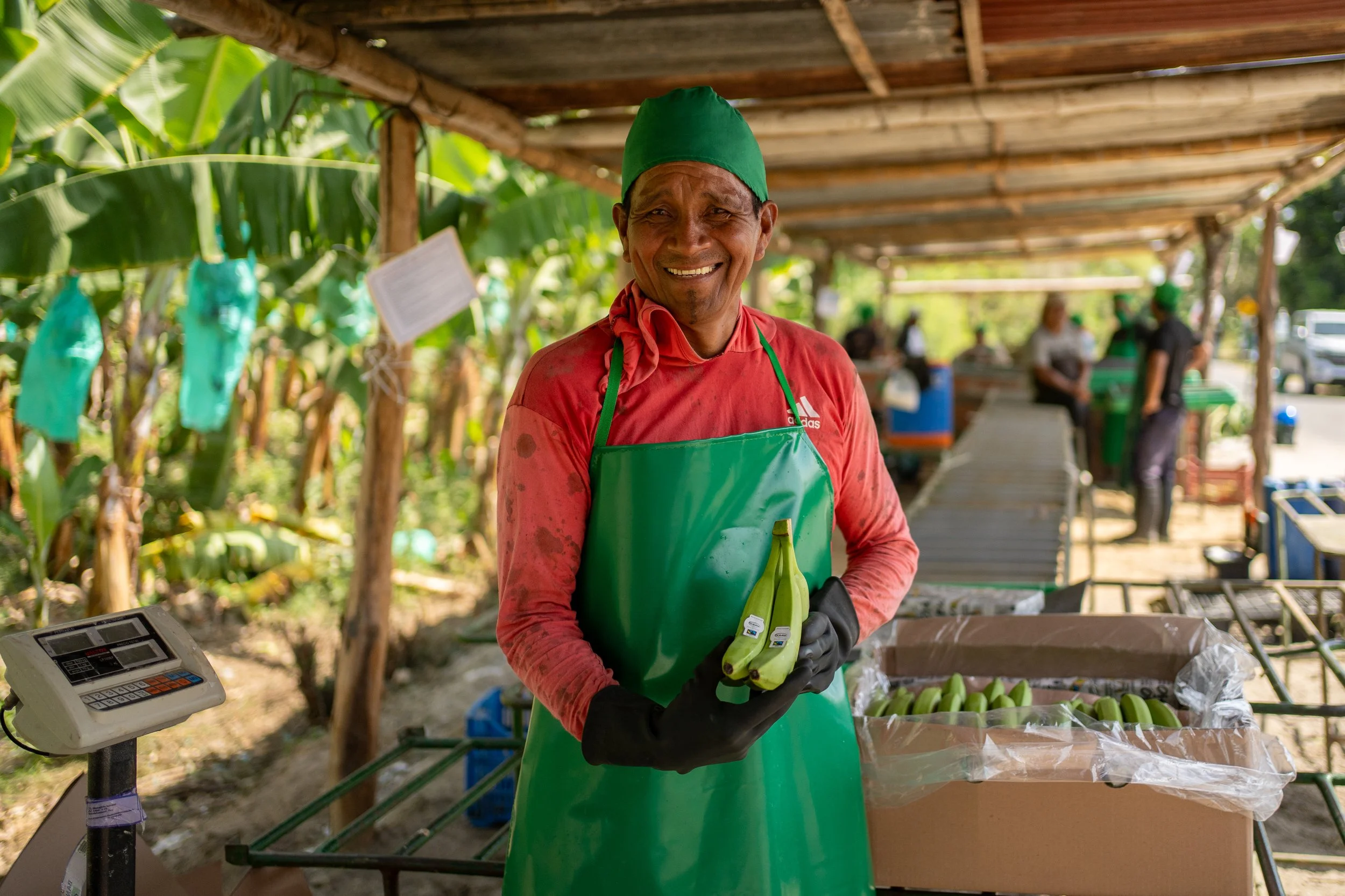 Elmer Jaime Ordinola Nunjar posing with freshly picked bananas, Agronorte cooperative, Peru