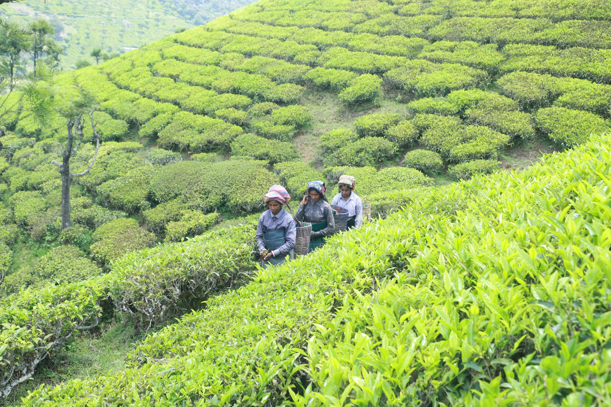 Tea Leaf Pluckers Ms Saritha Kumari, Ms Ashwini, and Ms R. Sasi Kala UNTE, South India