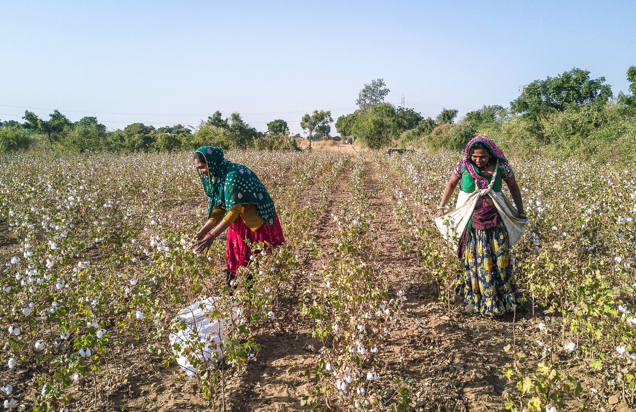 Cotton producer Ms Rudiben Kanjibhai Mor and her daughter cultivating the cotton from their field, Rapar and Dhrangadhra Farmer Producers Company, India