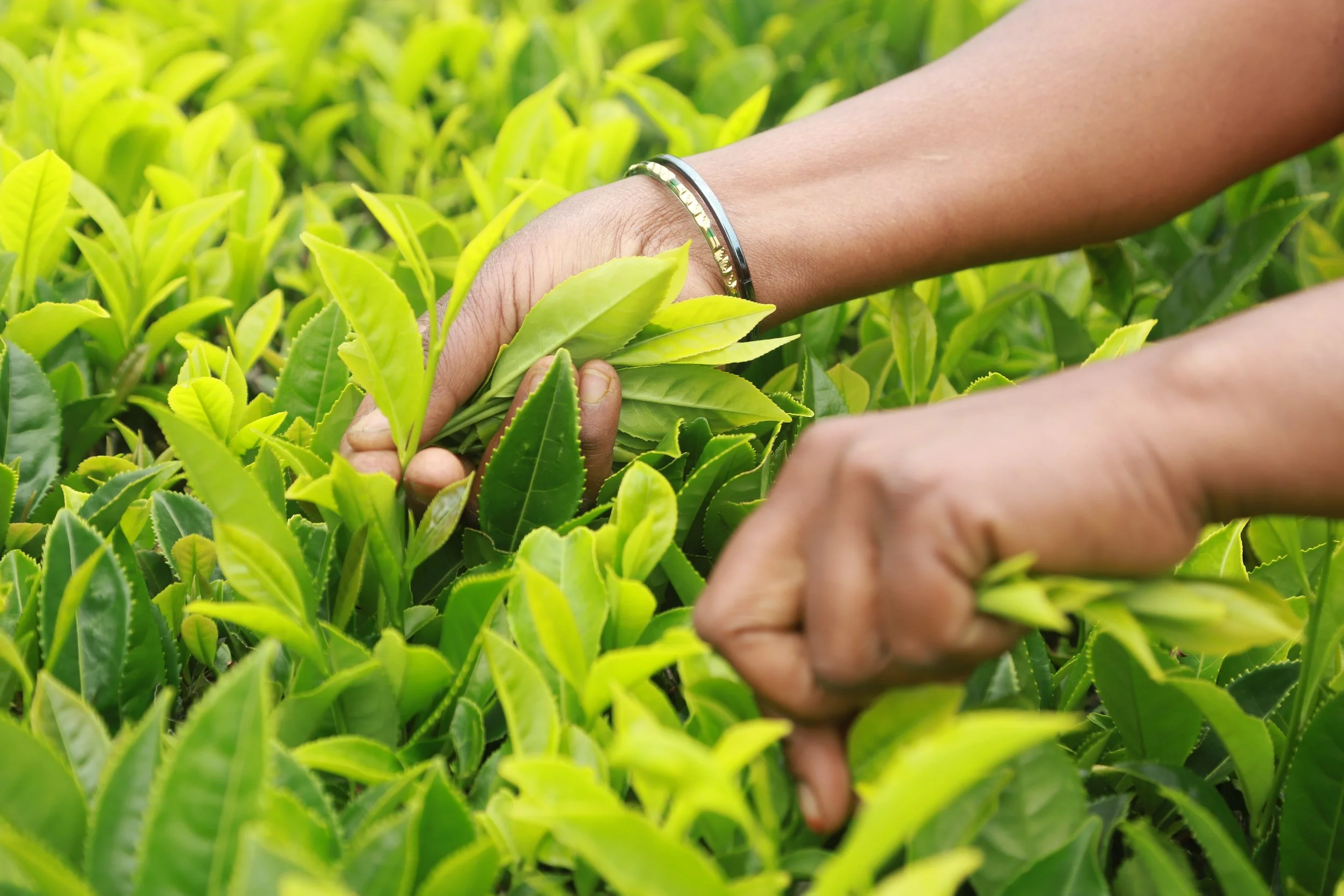 The hands of Ms Vijaya Kumari, Tea Leaf Plucker at Matheson Bosanquet, South India