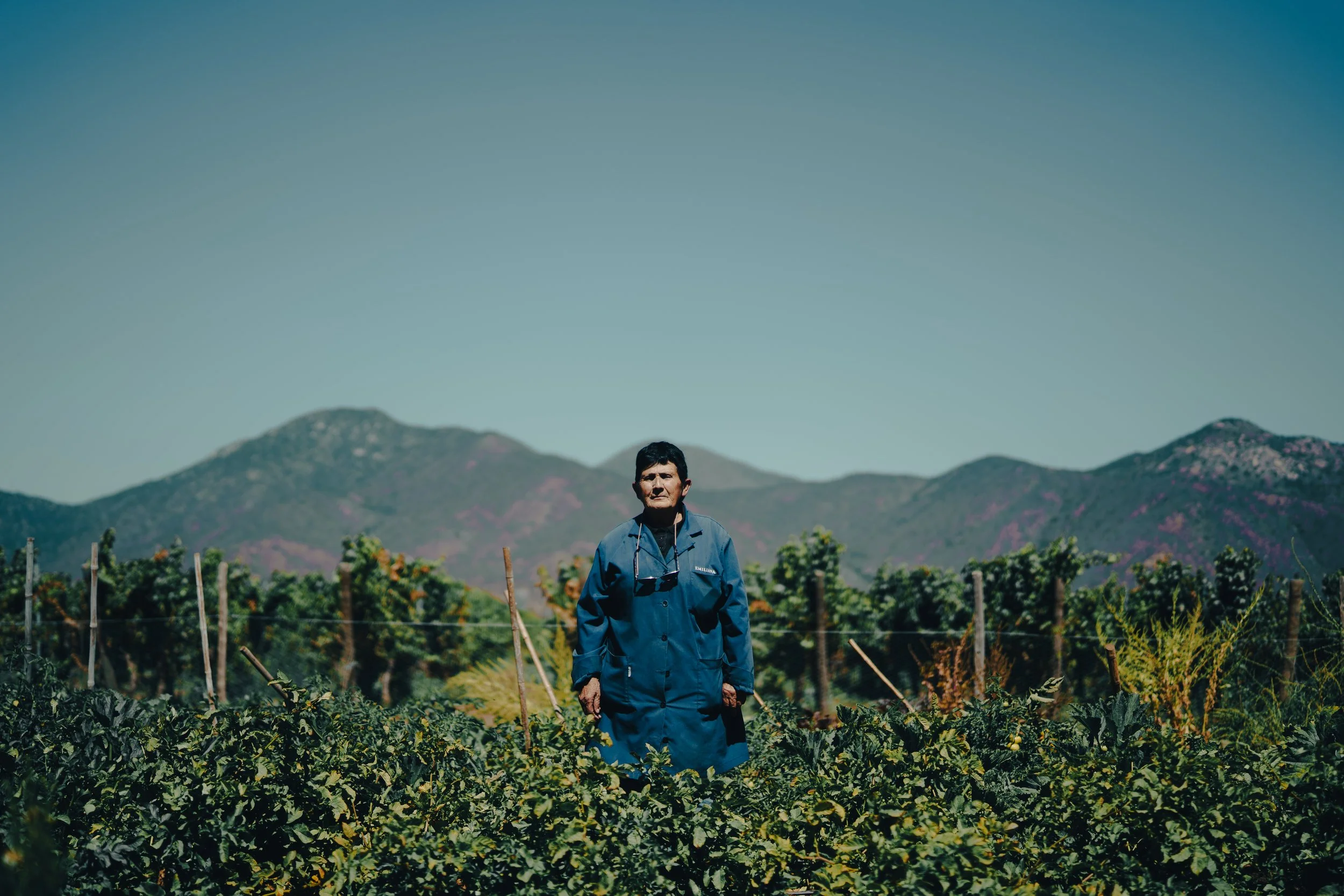 Maria Macciavelo in the fields at Emiliana Organic Vineyards, Chile