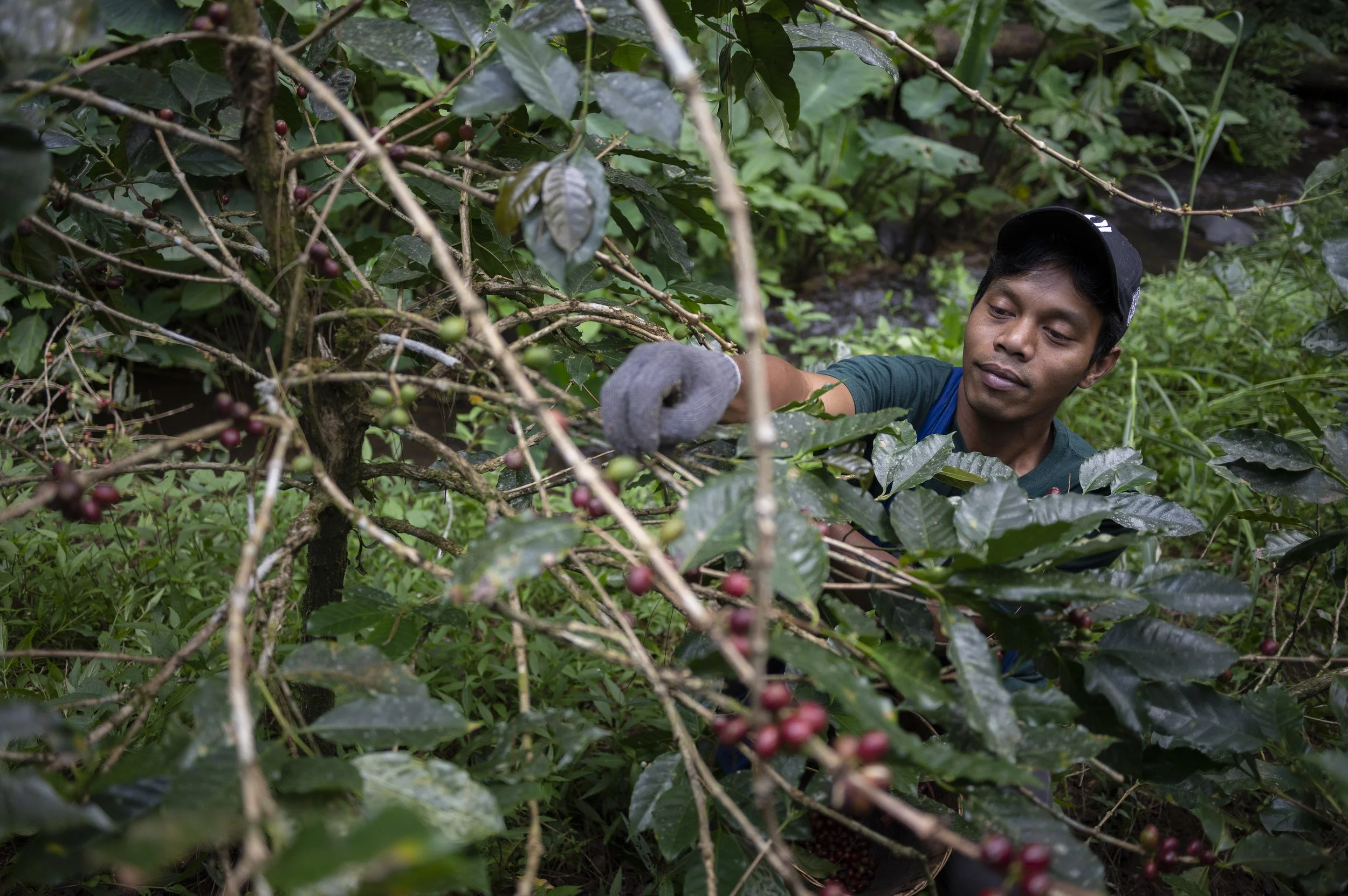 Adhany Ilham picks the coffee cherries at his plantation in Kayumas village, Stibondo, East Java, Indonesia. Members of his cooperative are taught about agroforestry and about irrigation systems to minimize landslides.