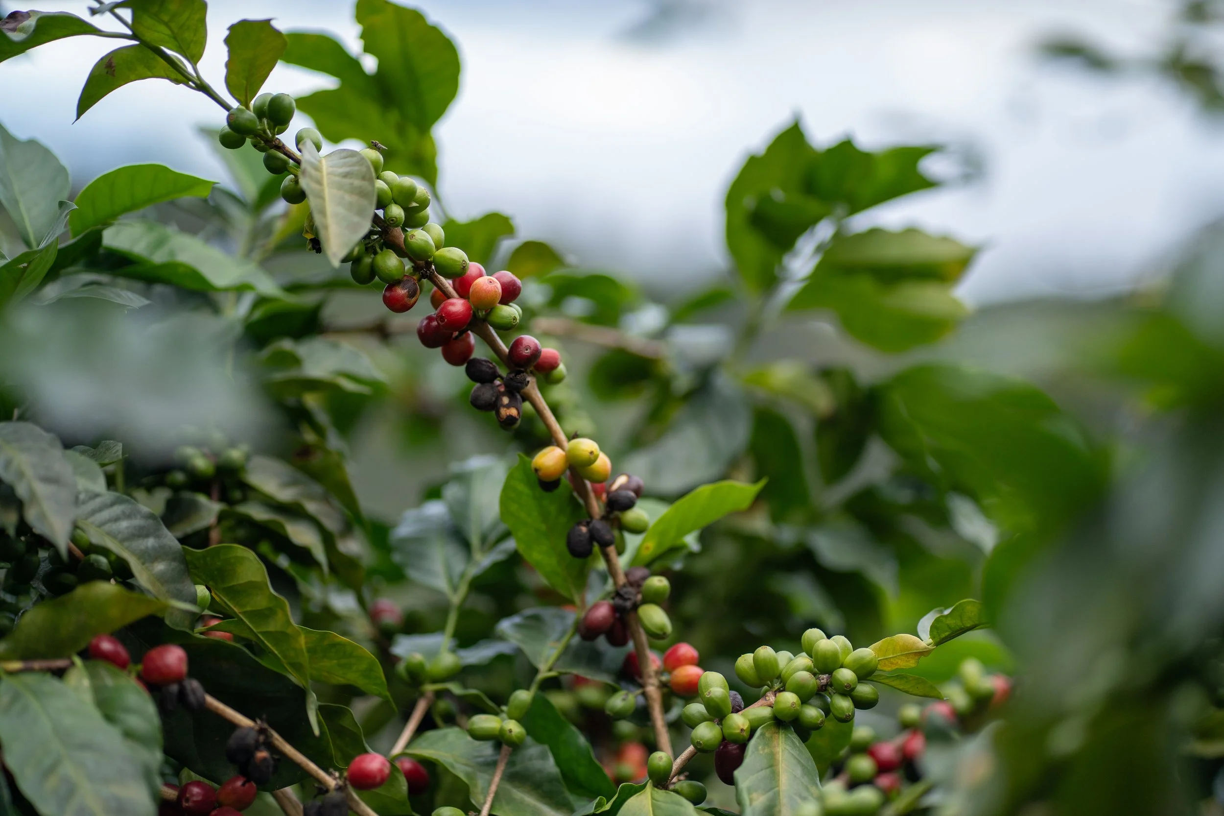 Coffee cherries on branches, Sol y Café Peru cooperative, Peru