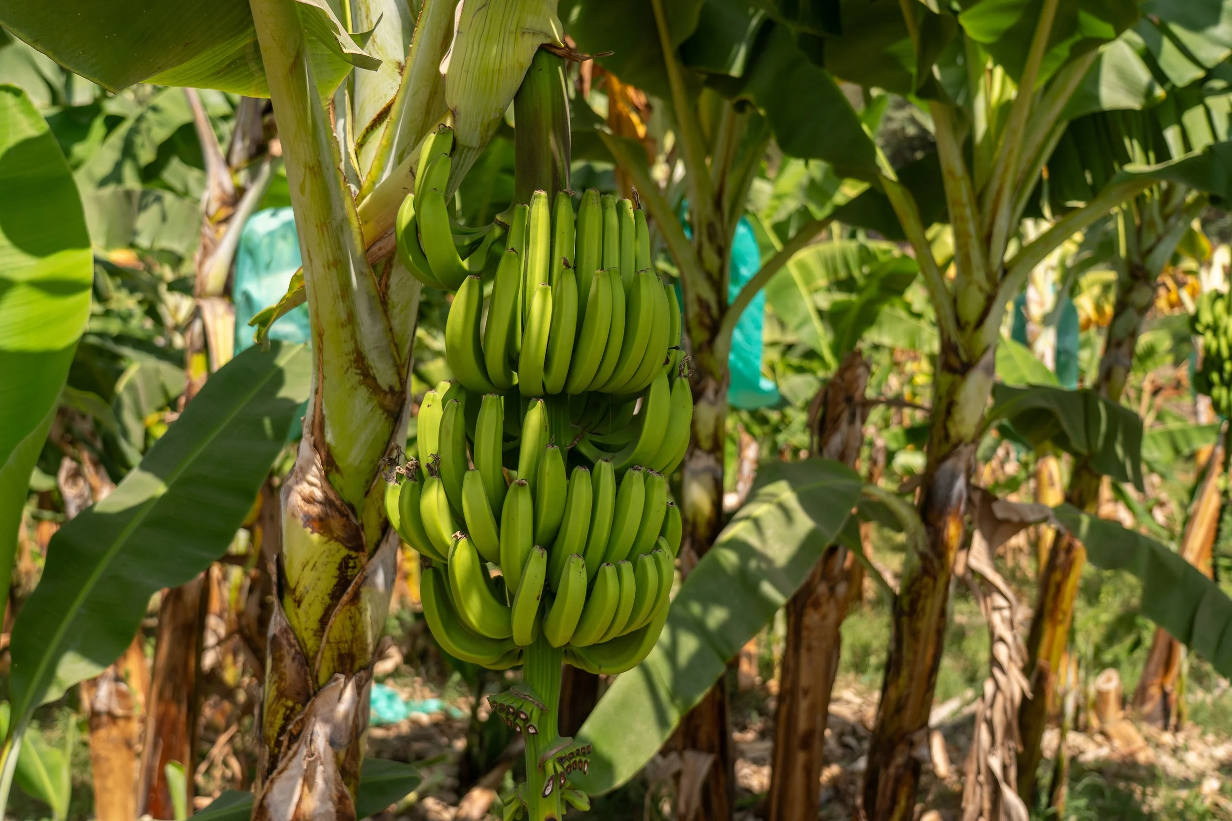 Bananas growing at Agronorte cooperative, Peru