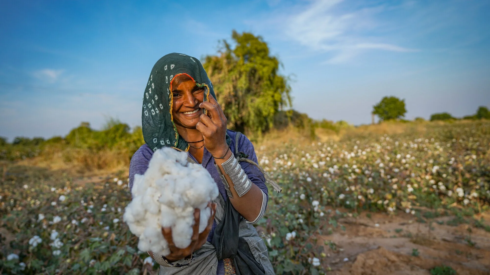 Cotton producer Gangaben Maghabhai Koli showcasing the cotton grown in her field, Rapar and Dhrangadhra Farmer Producers Company, India