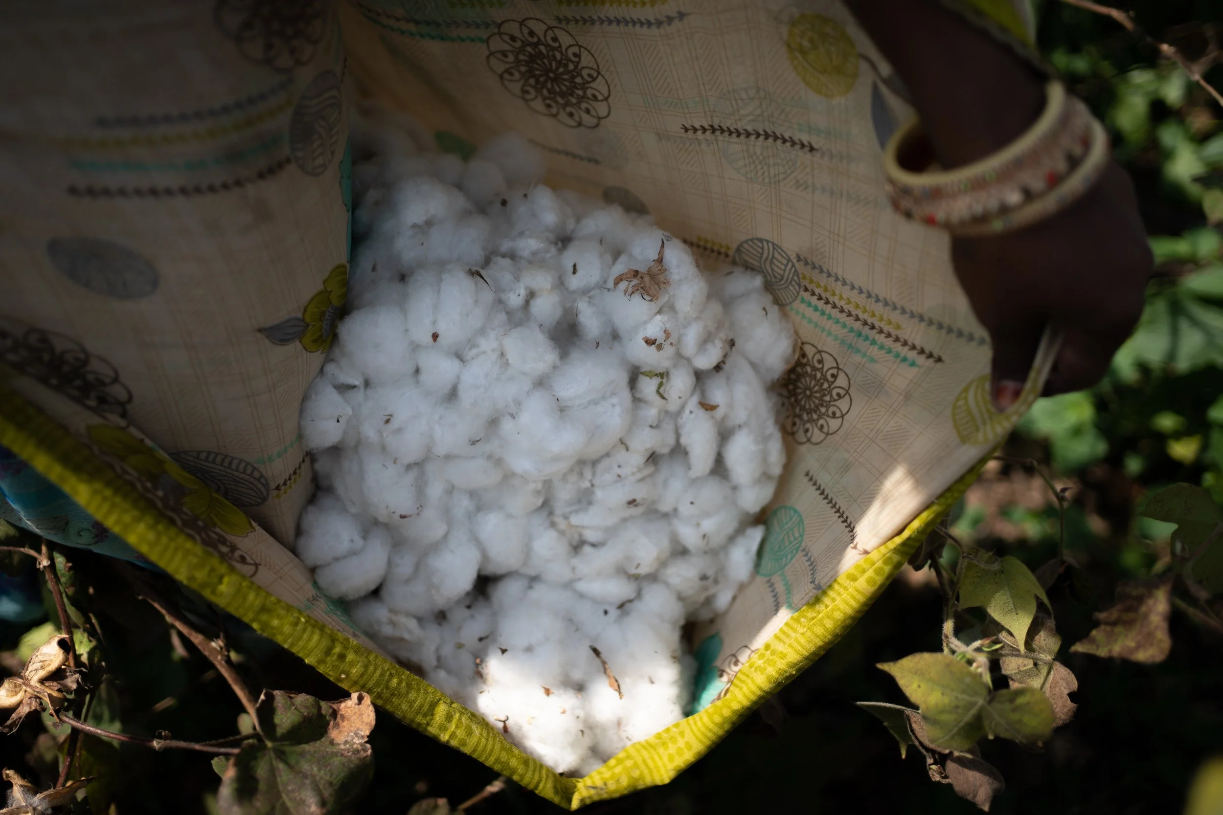 Organic cotton being collected in the field, Pratibha-Vasudha cooperative, India