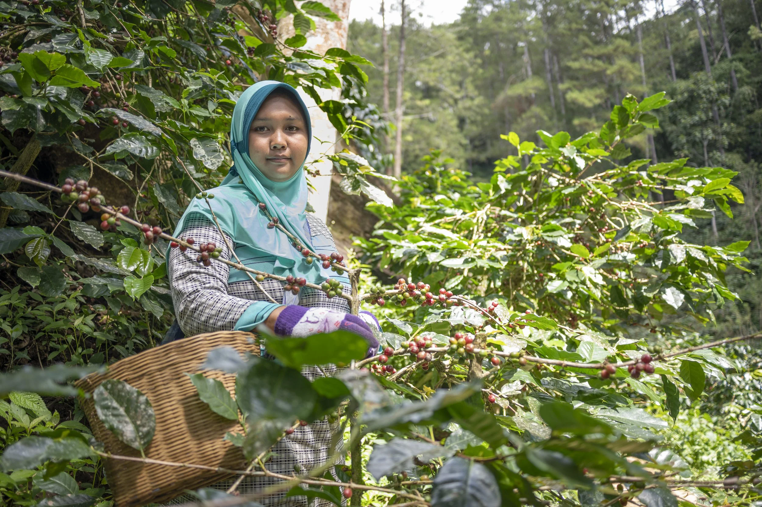  Meri Kusumawati during picking coffee cheries. She is part of the new generation of coffee farmers in Kayumas village, Stibondo, East Java, Indonesia. Meri and her husband now own their own land for coffee plantation.