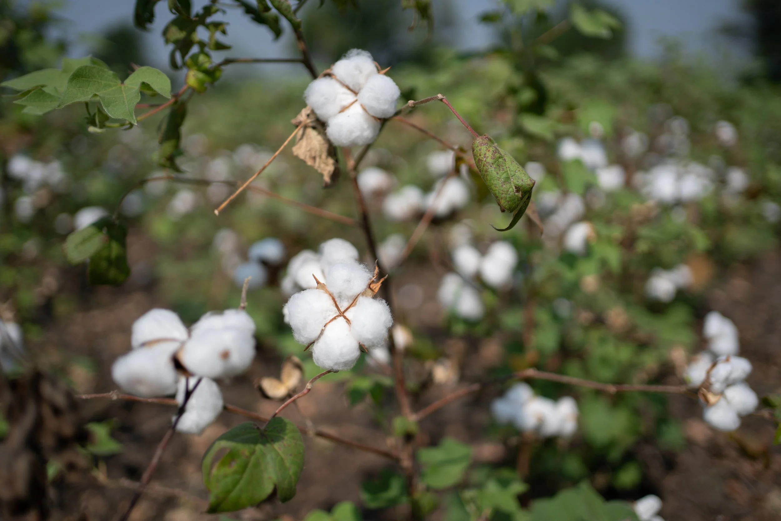 Organic cotton growing in the field, Pratibha-Vasudha cooperative, India