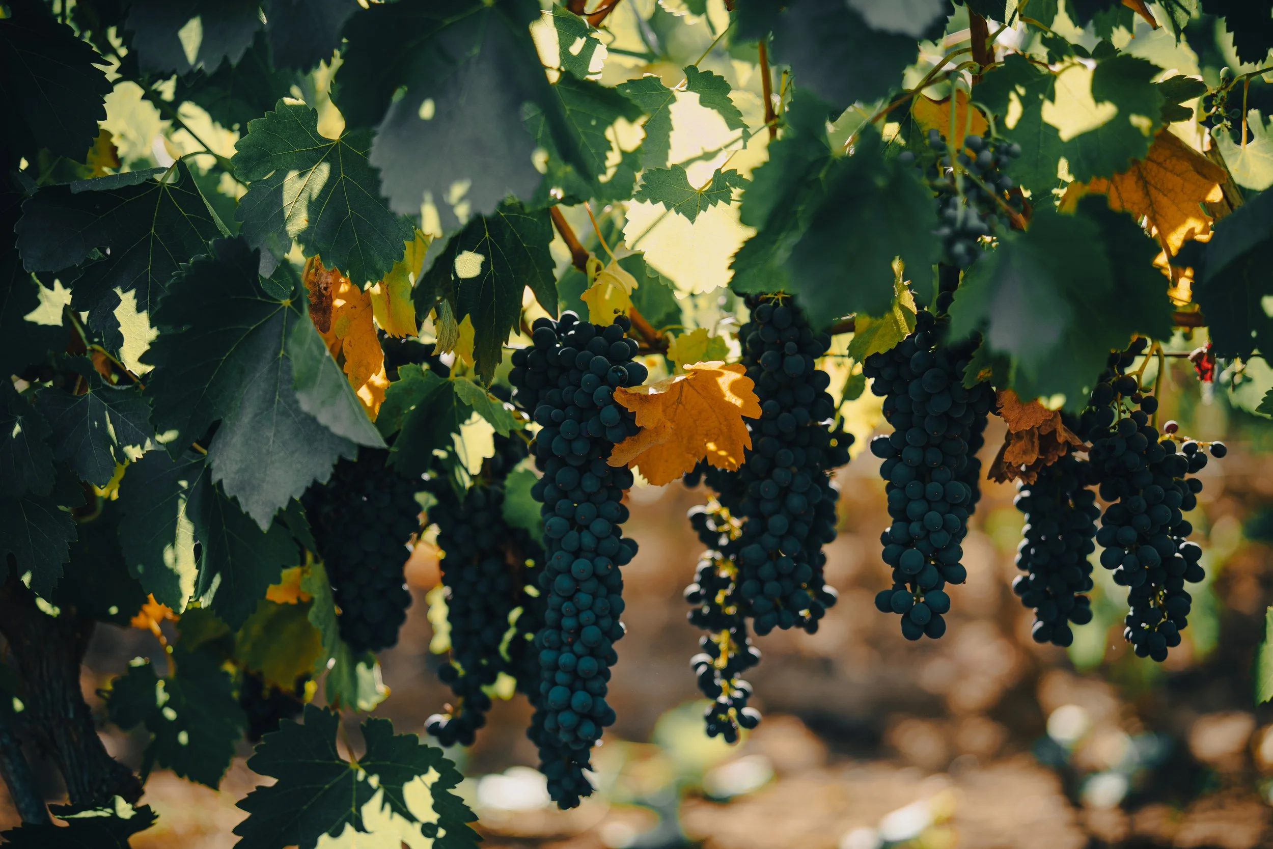 Wine grapes on the vine at Emiliana Organic Vineyards, Chile