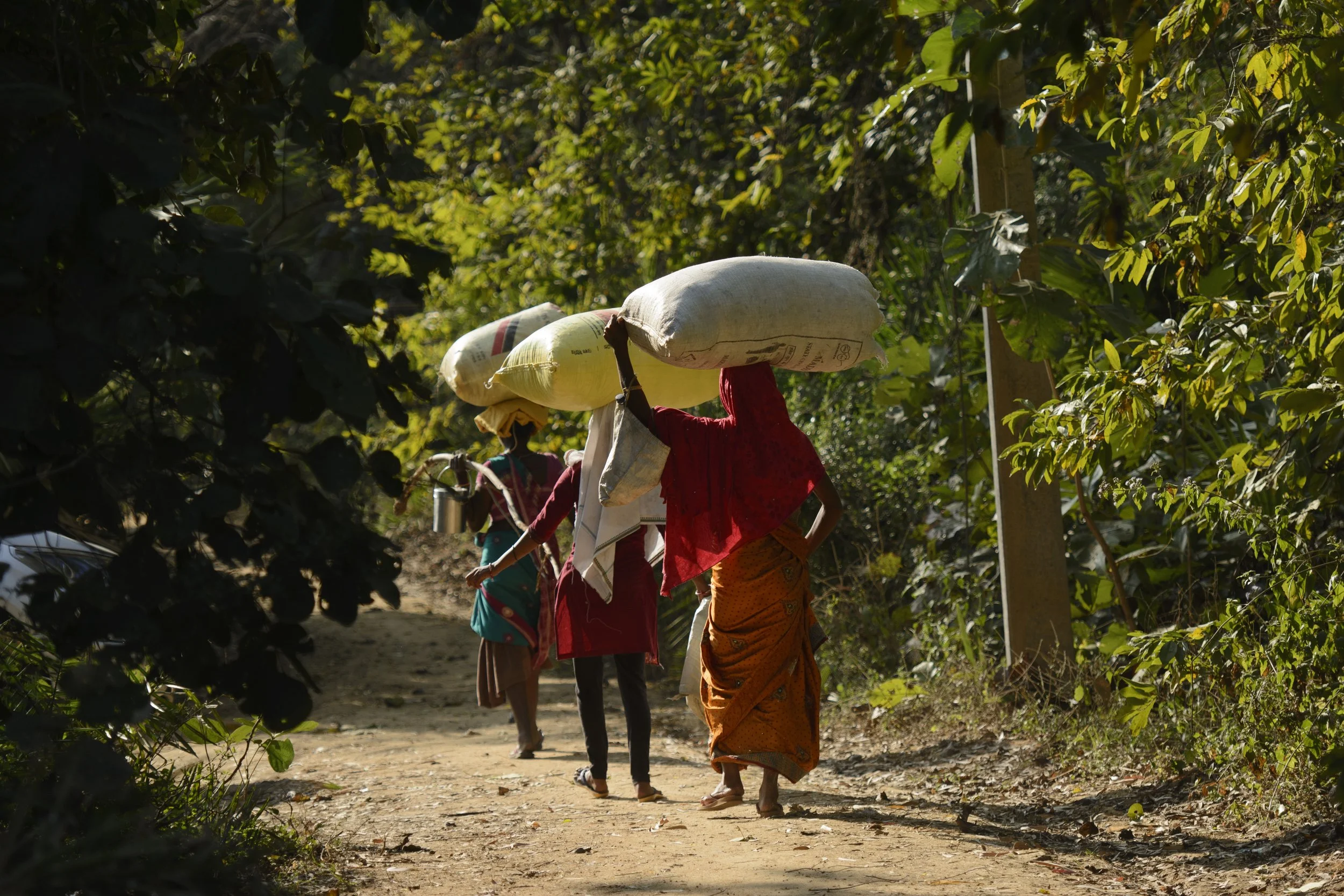 Women transporting harvested cotton to the warehouse, Odisha, India