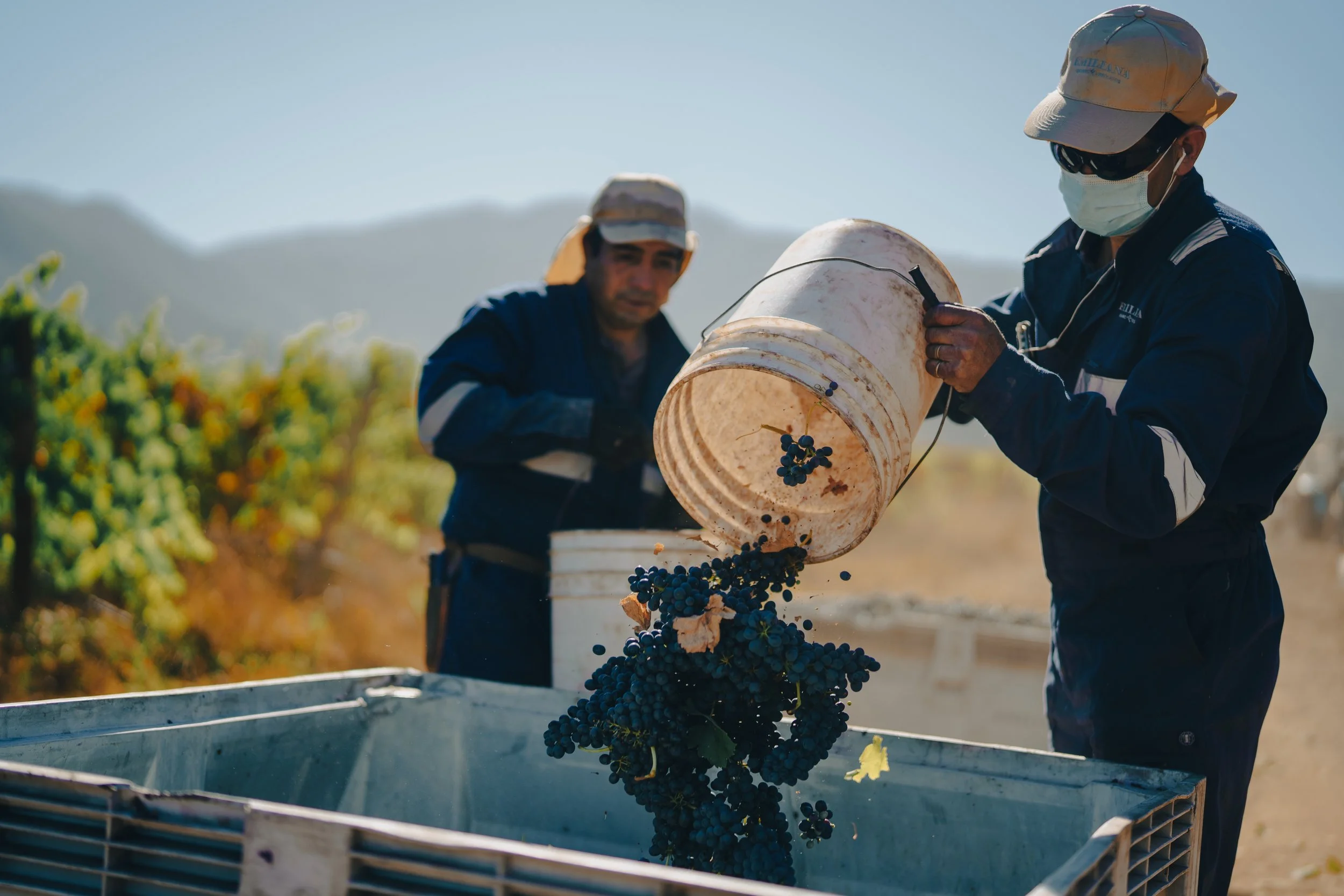 Guillermo Gómez and Alberto Ramón with freshly harvested wine grapes, Emiliana Organic Vineyards, Chile