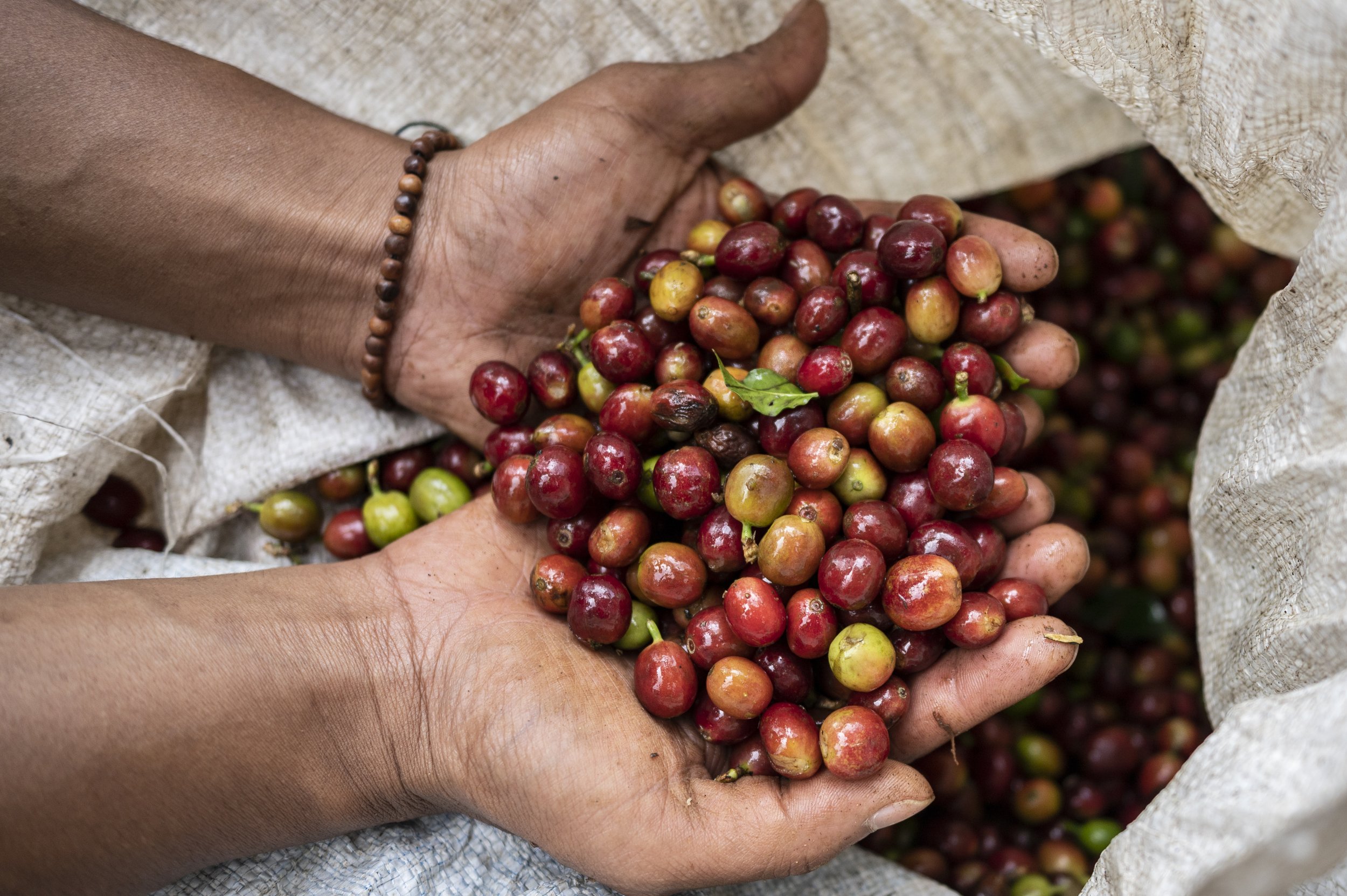 A farmer, Mr. Adhany, showcases his coffee cherries after the weighing process at Cooperative Surya Abadi Kayumas at Kayumas village, Situbondo, East Java, Indonesia.