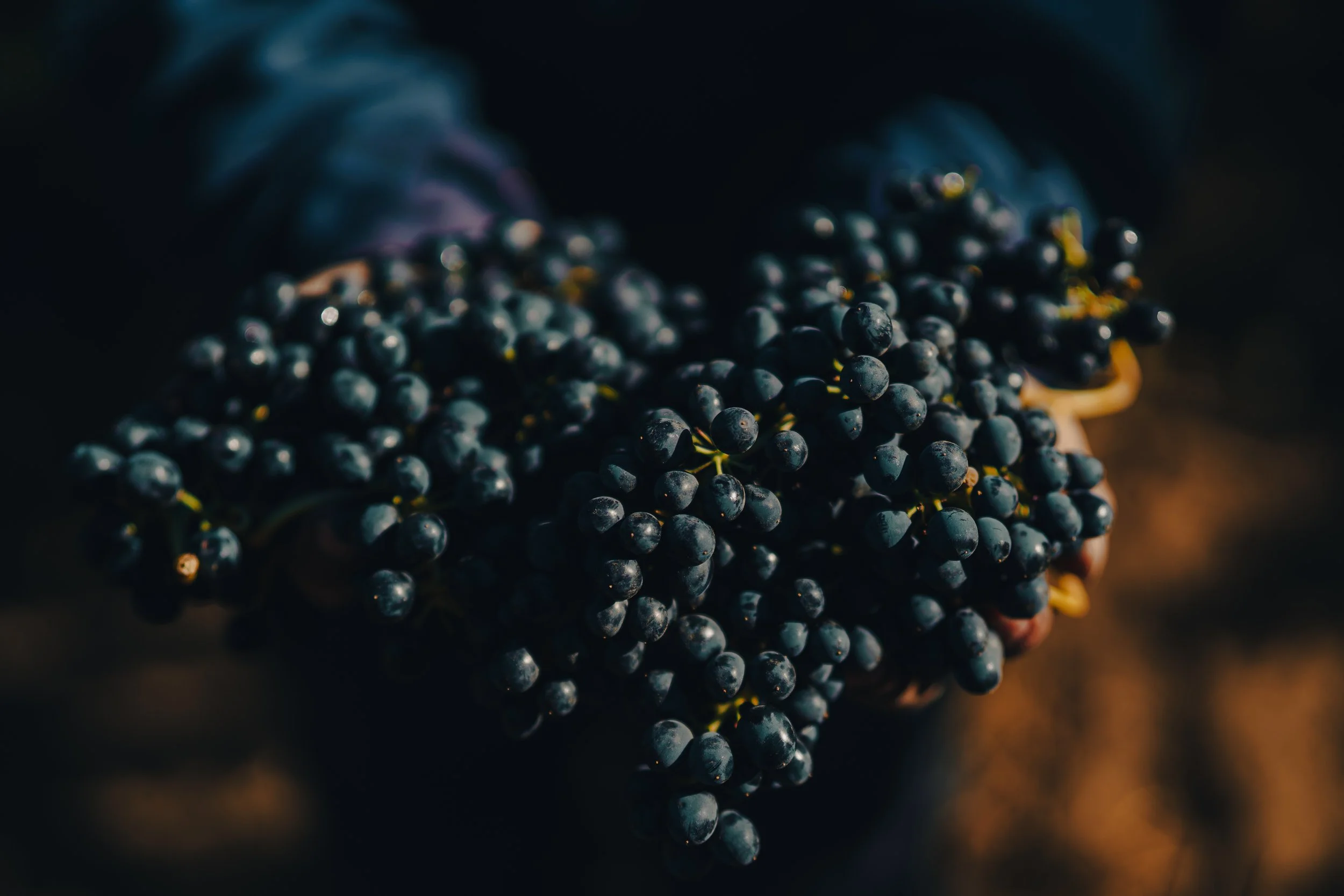 Wine grapes, Emiliana Organic Vineyards, Chile
