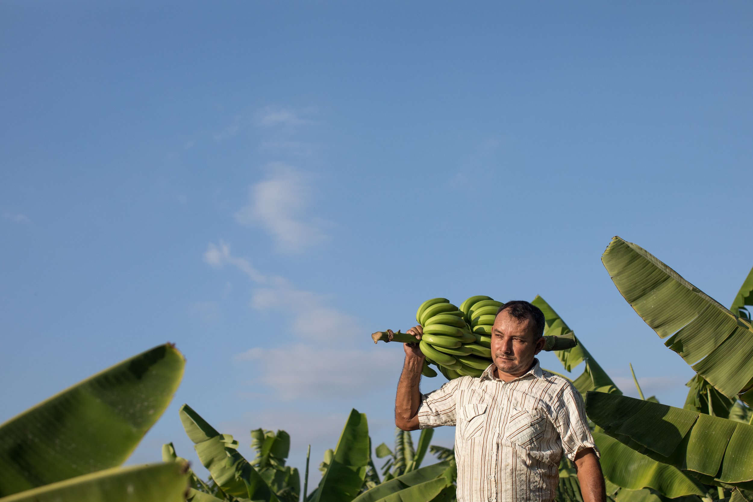 Banana farmer Roberto Gallo has been growing bananas for more than a decade to support his family of two children, APBOSMAM cooperative, Peru