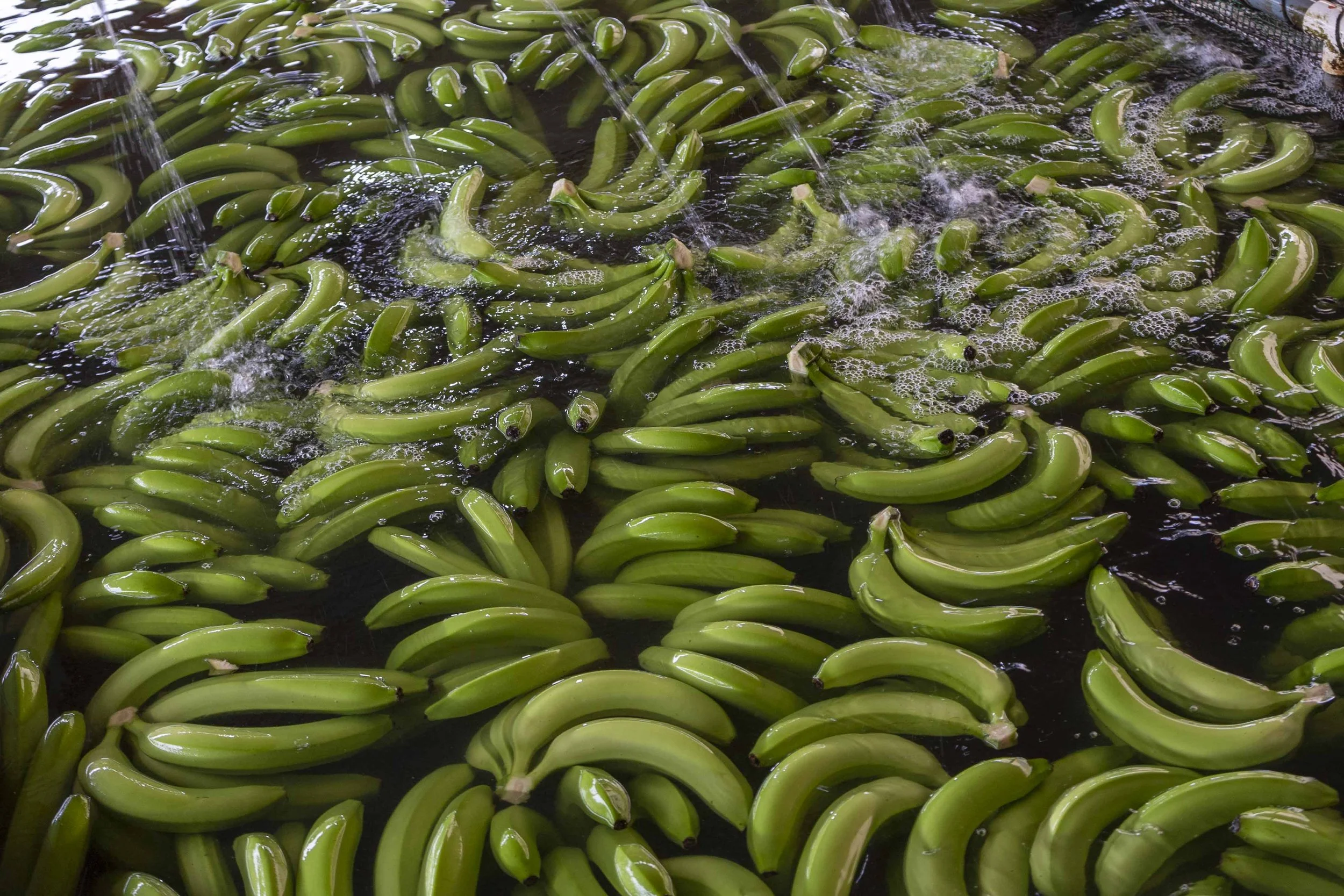 Bananas during the washing process, ASOGUABO cooperative, Ecuador