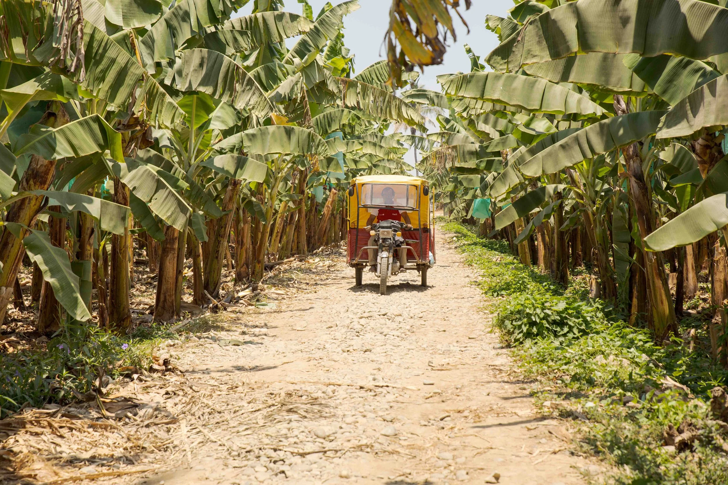 A tricycle at Banana coop APBOSMAM, Peru