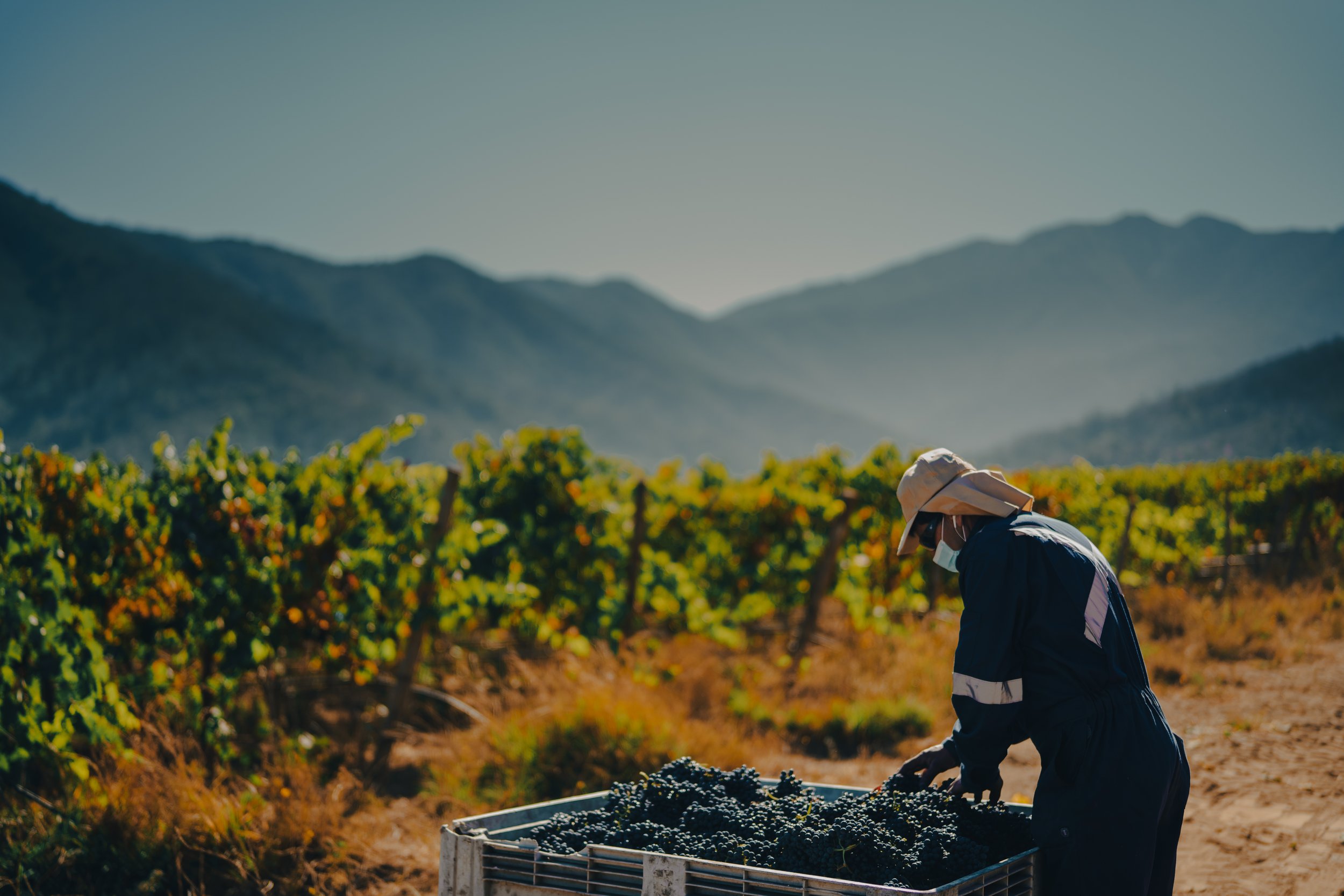 Carlos Guardia with freshly harvested wine grapes, Emiliana Organic Vineyards, Chile