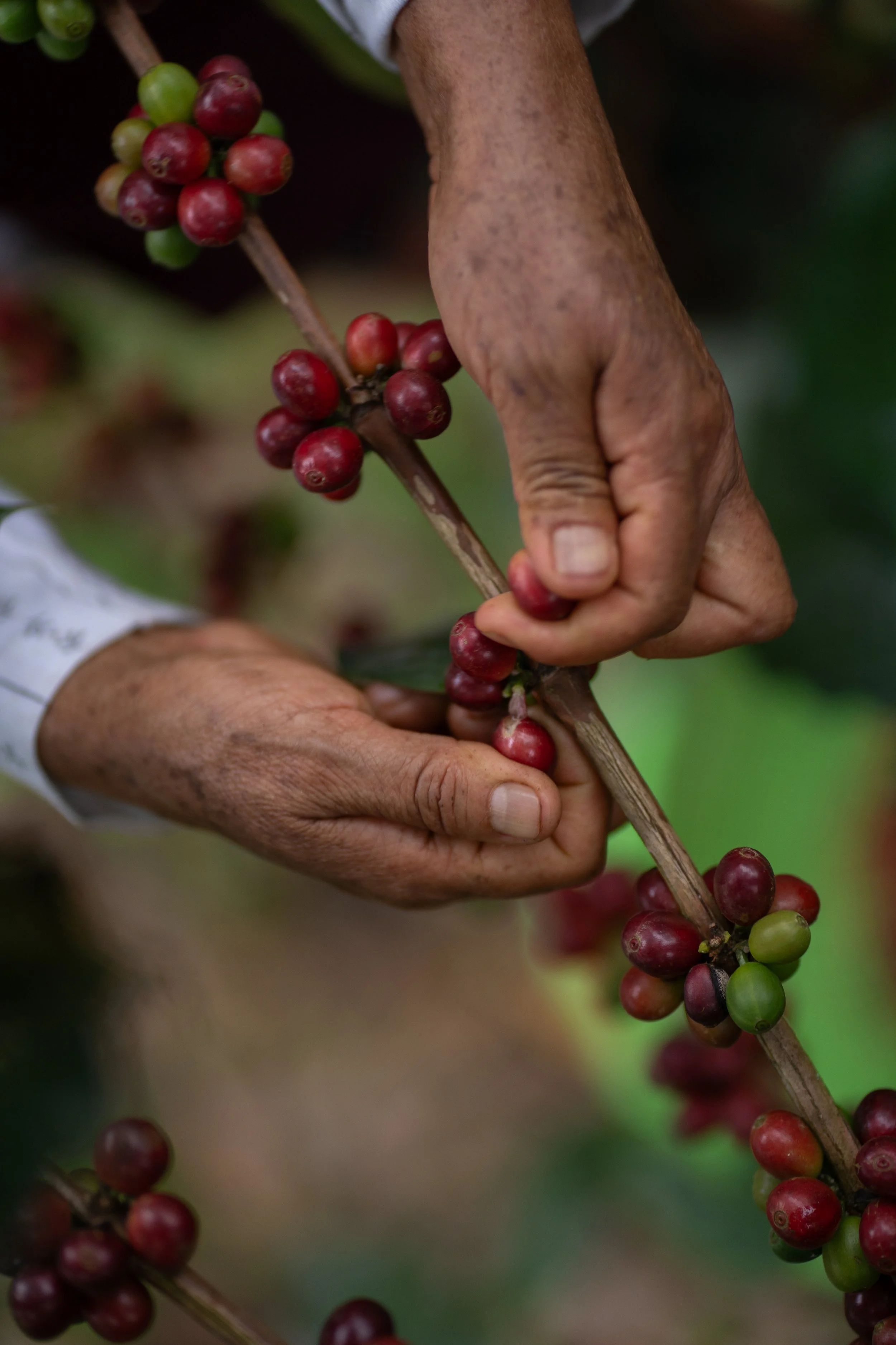 Coffee cherries on branch, Guay Apae cooperative, Peru