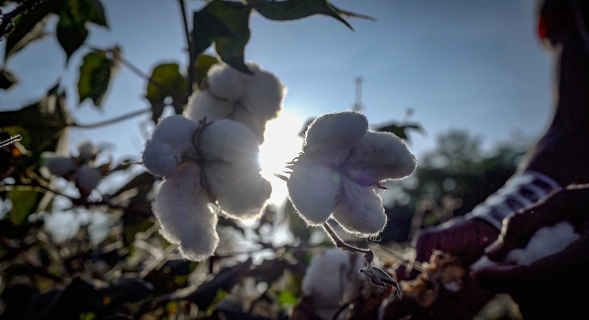Cotton in a field in India