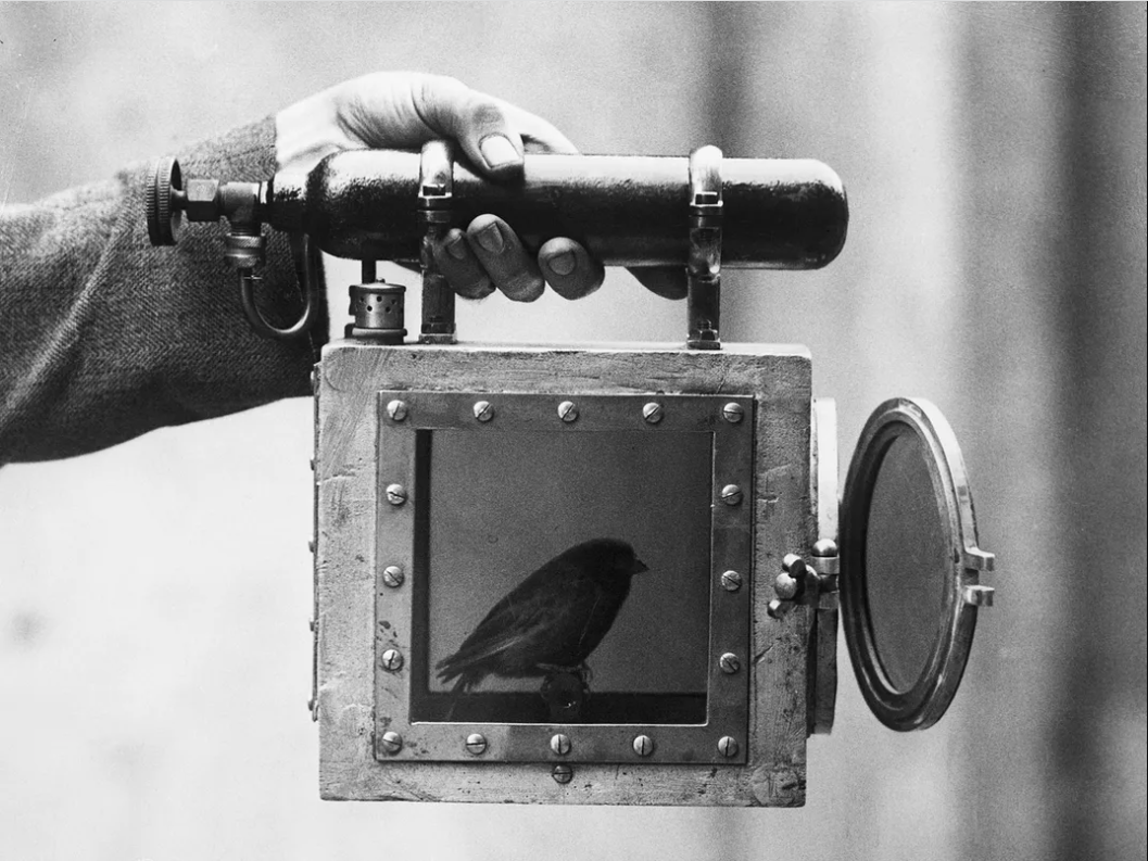 A person holding an old-fashioned camera with a bird inside the camera window.