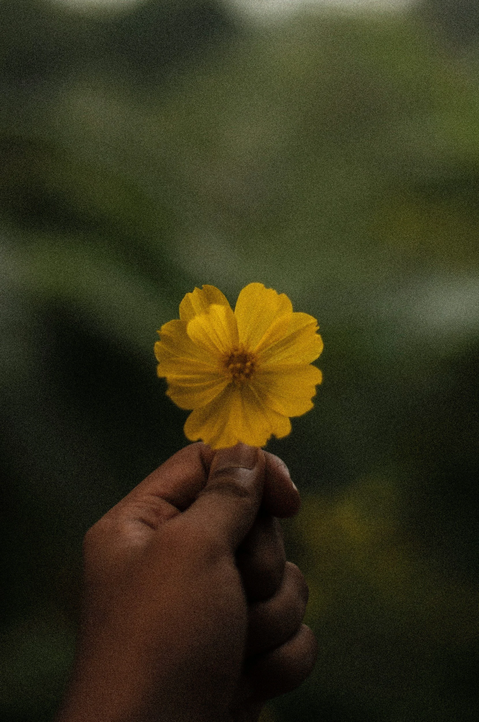 A person holding a yellow flower with a blurred green background.