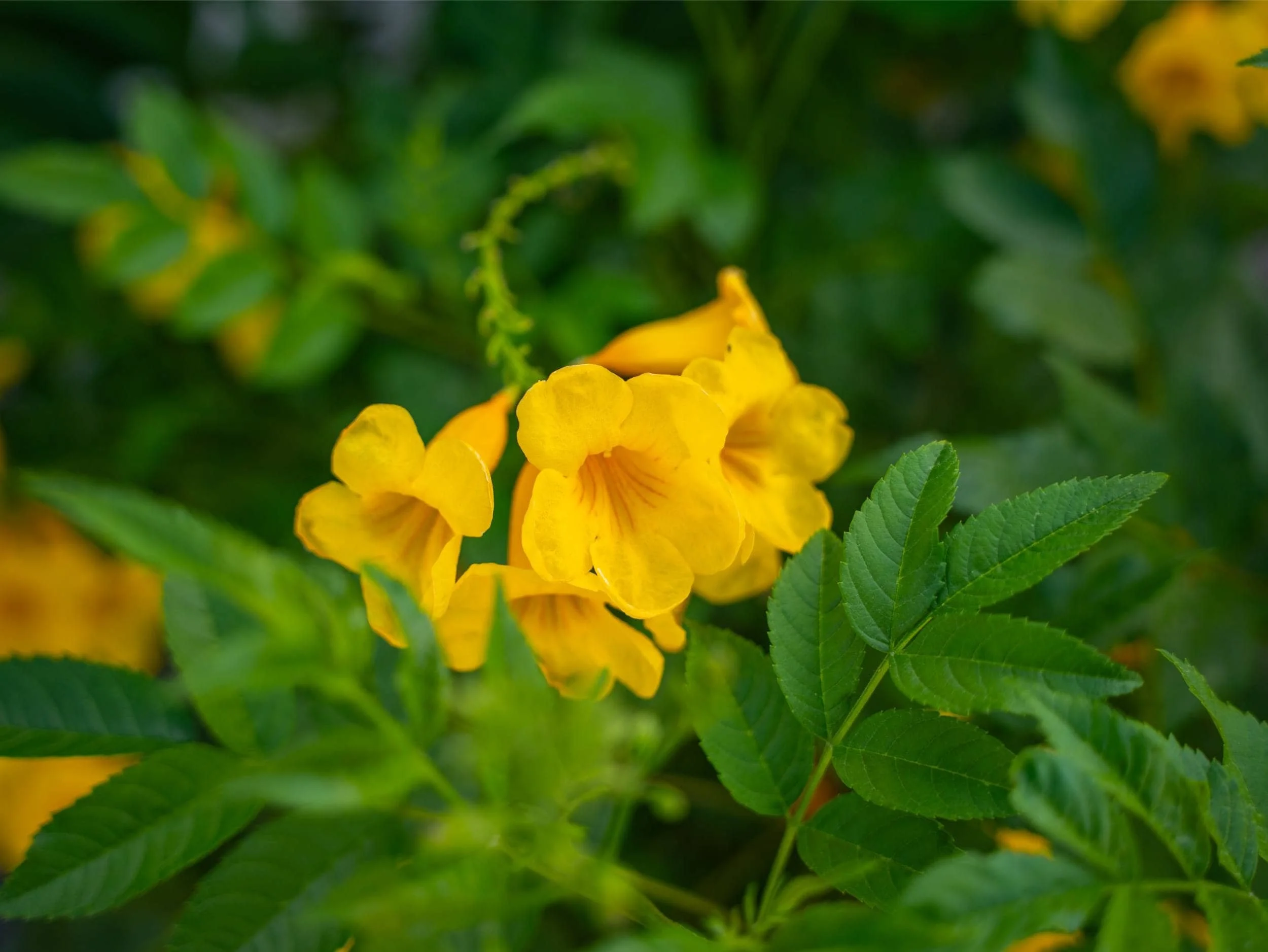 A backyard in Arcadia, AZ with structured plantings and paver steps beside the home