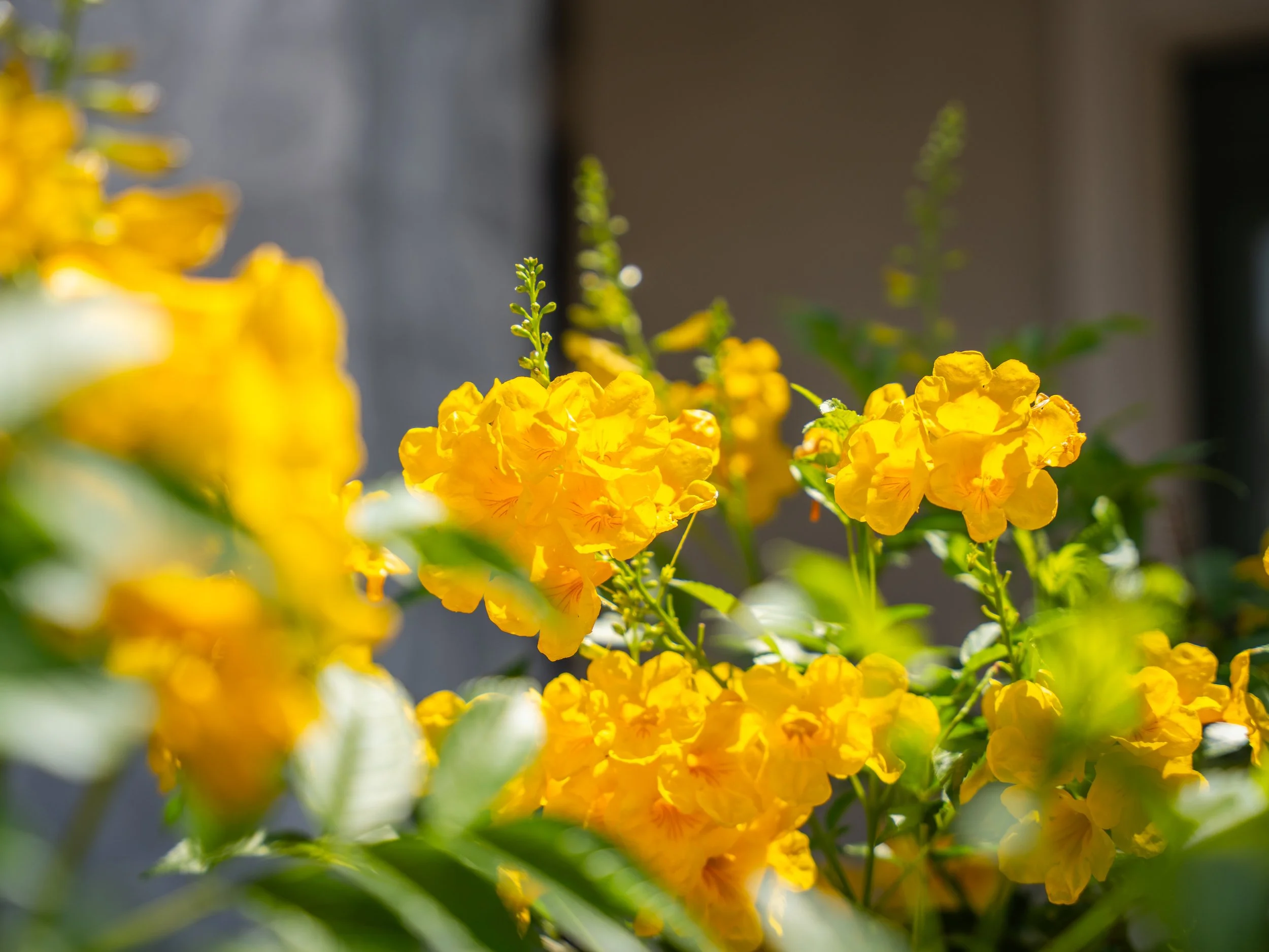 Yellow flowering plantings in Chandler, AZ adding seasonal color to raised planter boxes