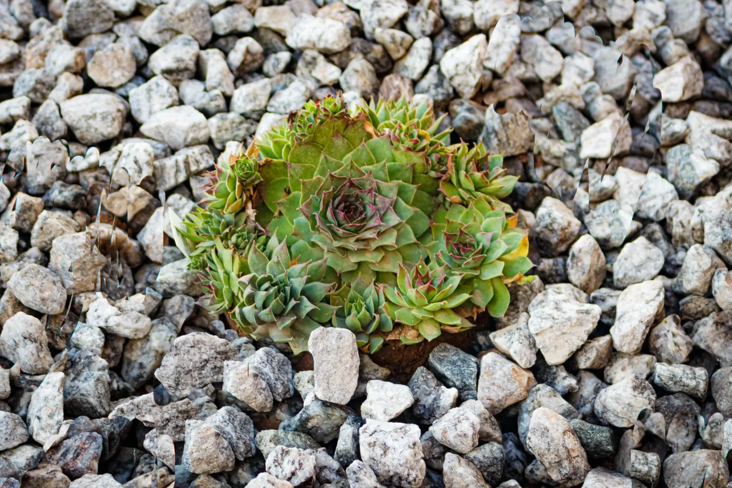 A sculptural boulder with cactus plantings in Scottsdale, AZ used as a natural accent within custom planter boxes
