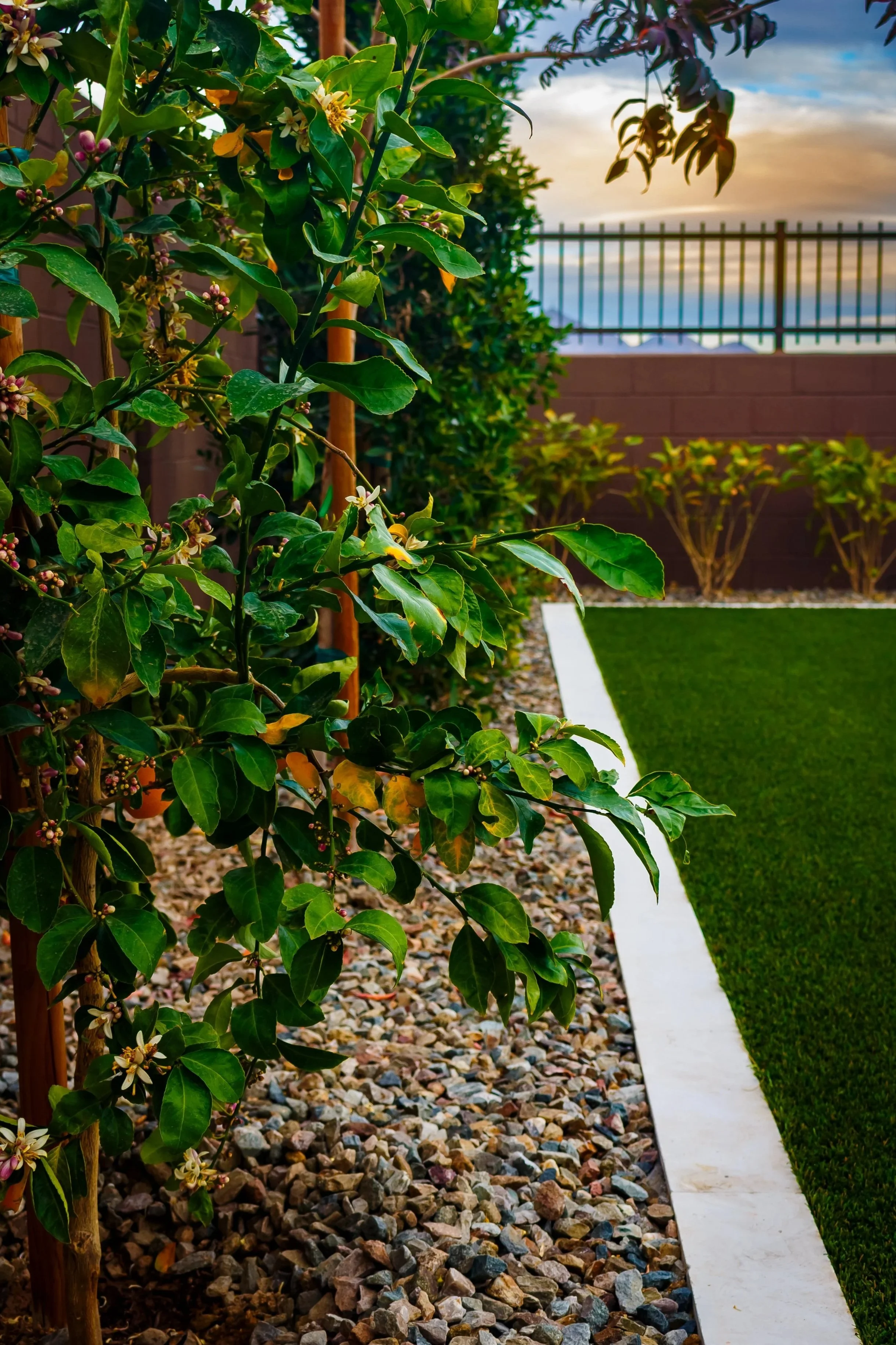 Bright yellow flowering plantings in Scottsdale, AZ chosen for drought-tolerant landscape design