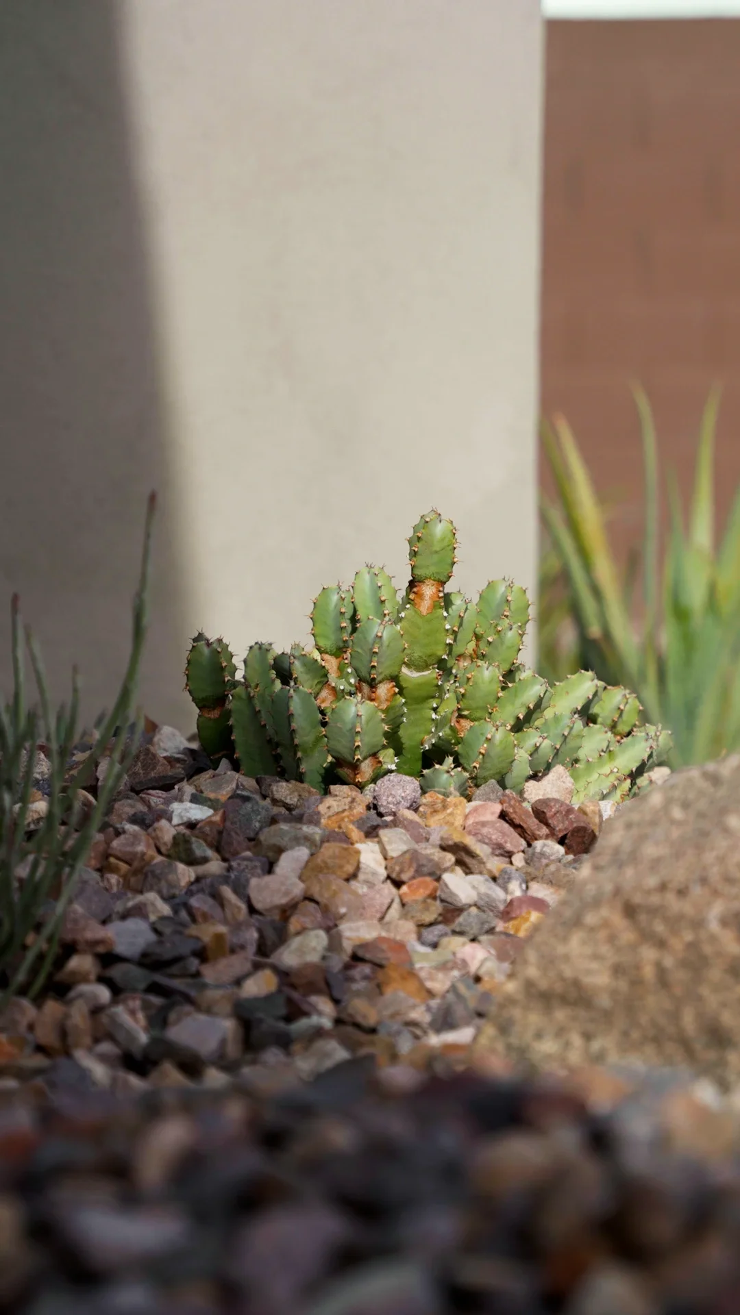 A small green cactus with spines growing among rocks outdoors near a beige wall in Paradise Valley, AZ