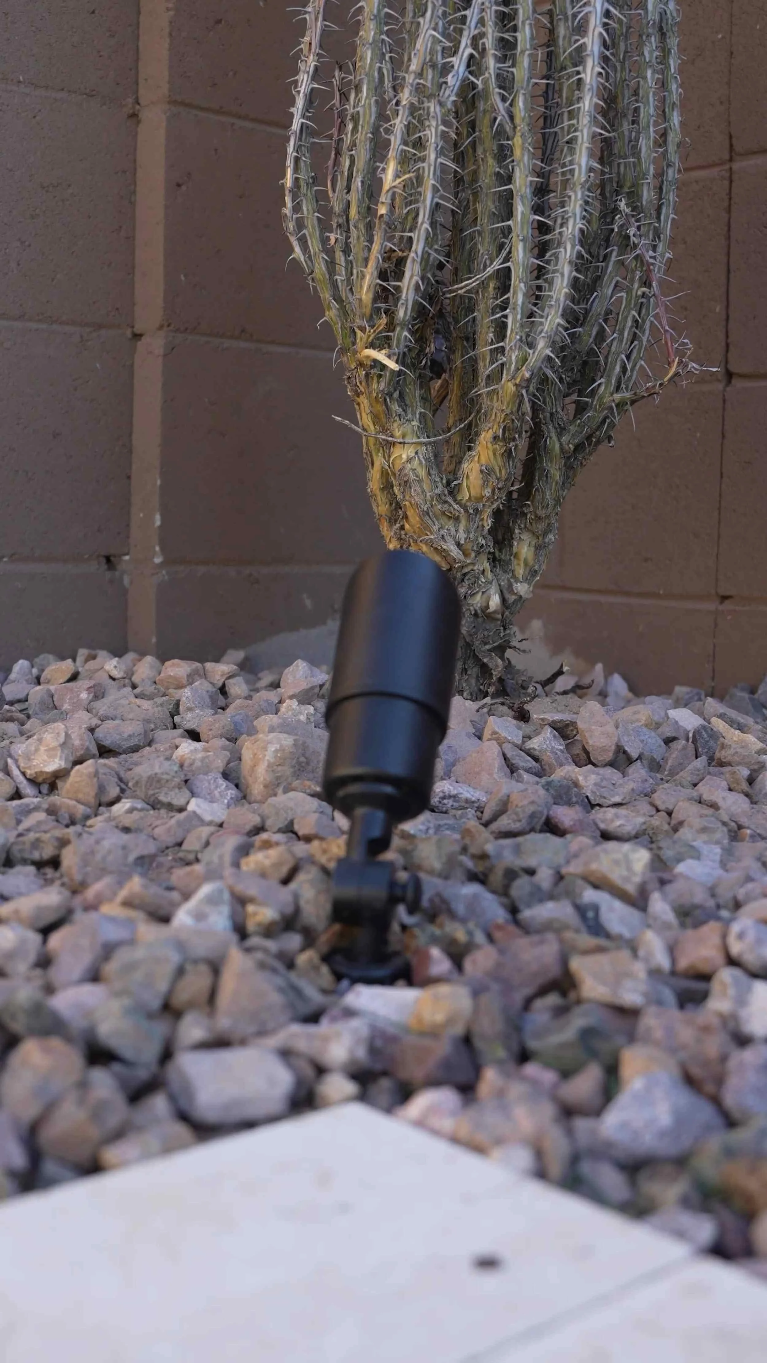 Outdoor plants highlighted by focused outdoor lighting in Paradise Valley, AZ