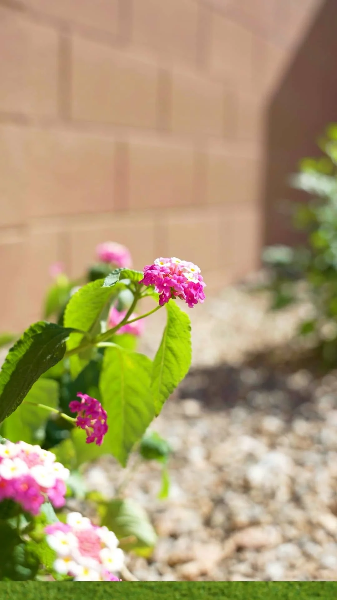 Bright pink plantings growing in decorative gravel in Paradise Valley, AZ as part of a drought-tolerant landscape design