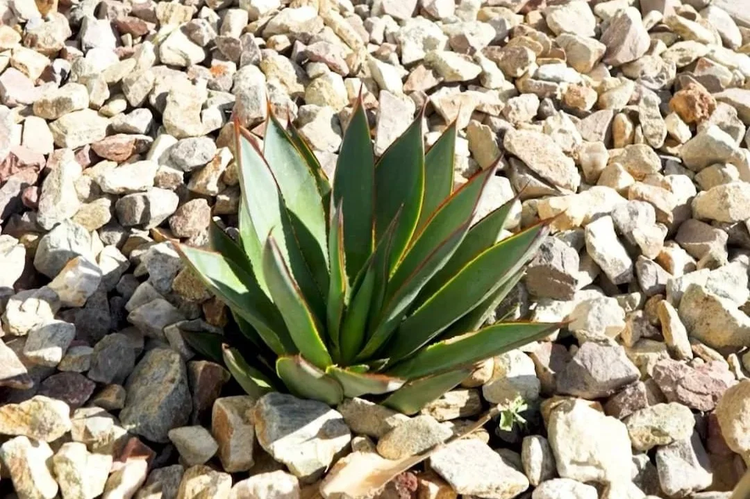 An agave plant in Chandler, AZ growing in decorative rock as part of desert plantings