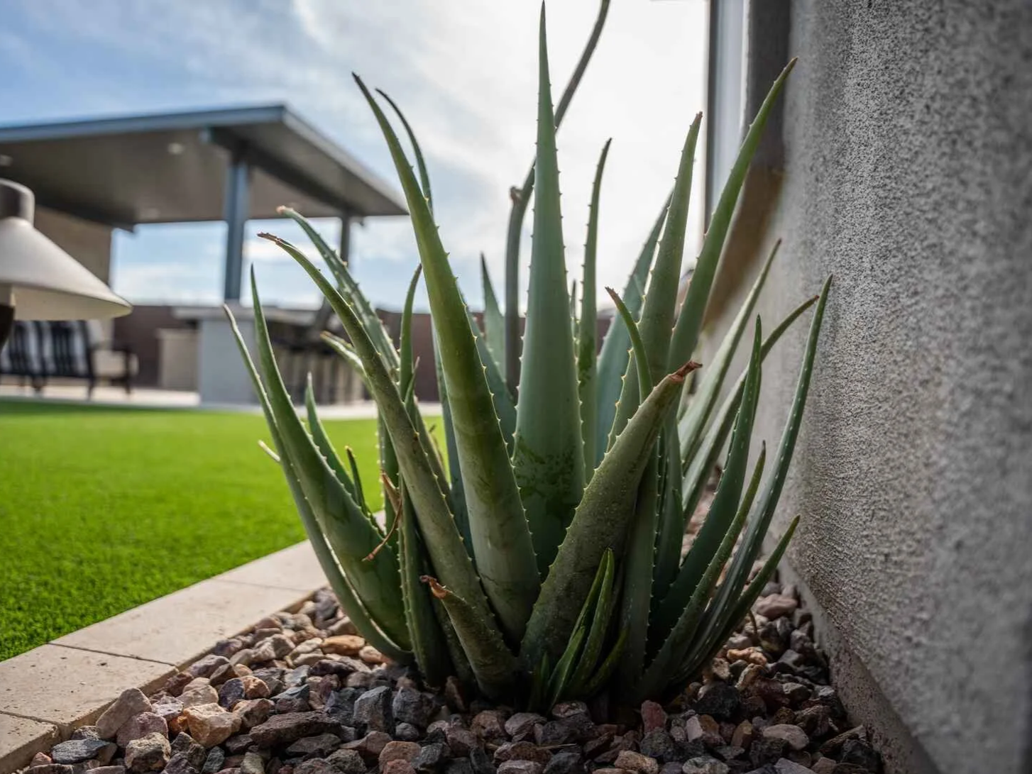 drought-friendly plantings arranged along a front entry in Glendale, AZ
