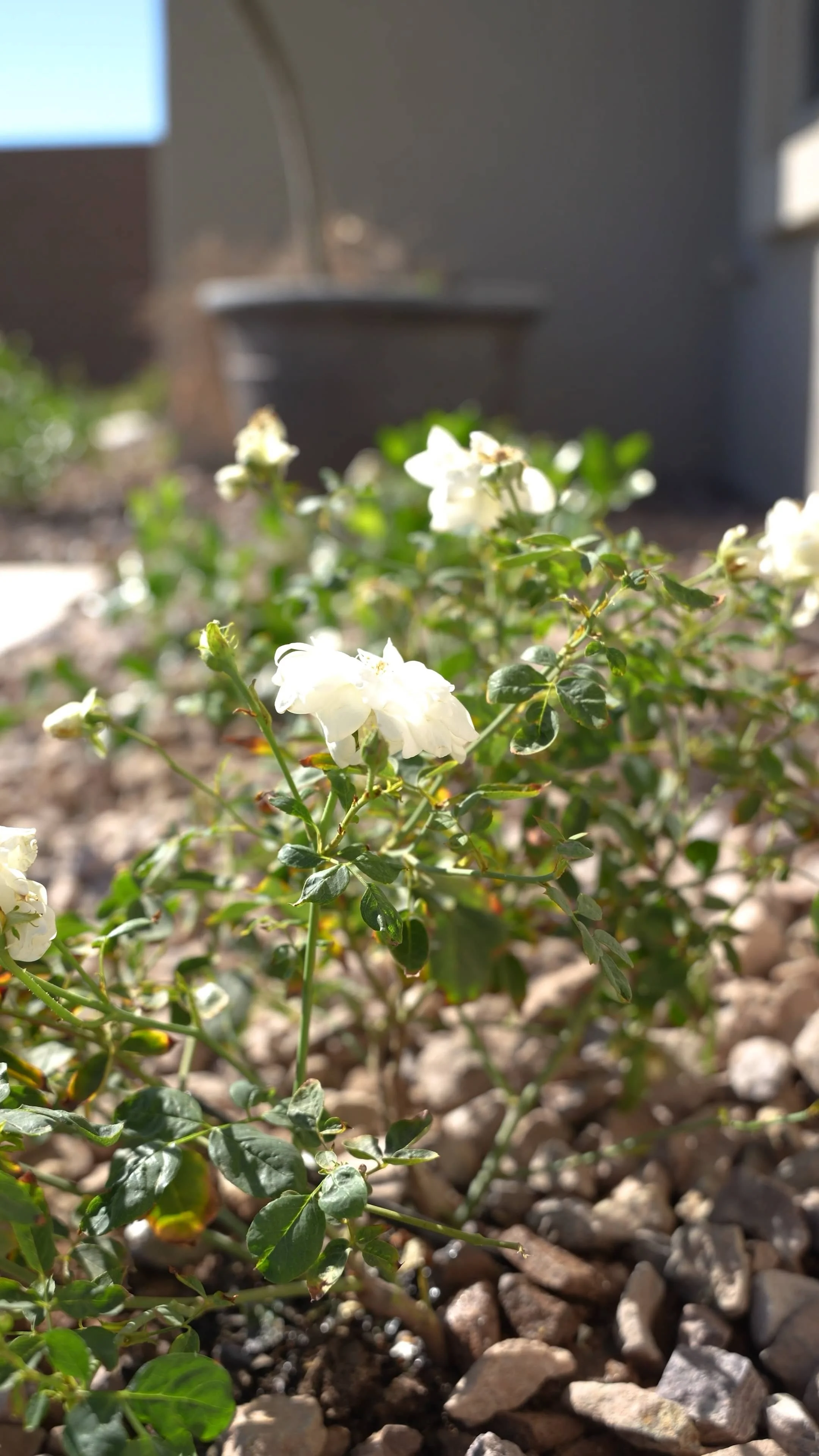White flowering plantings in Scottsdale, AZ growing in gravel as part of a drought-tolerant landscape design